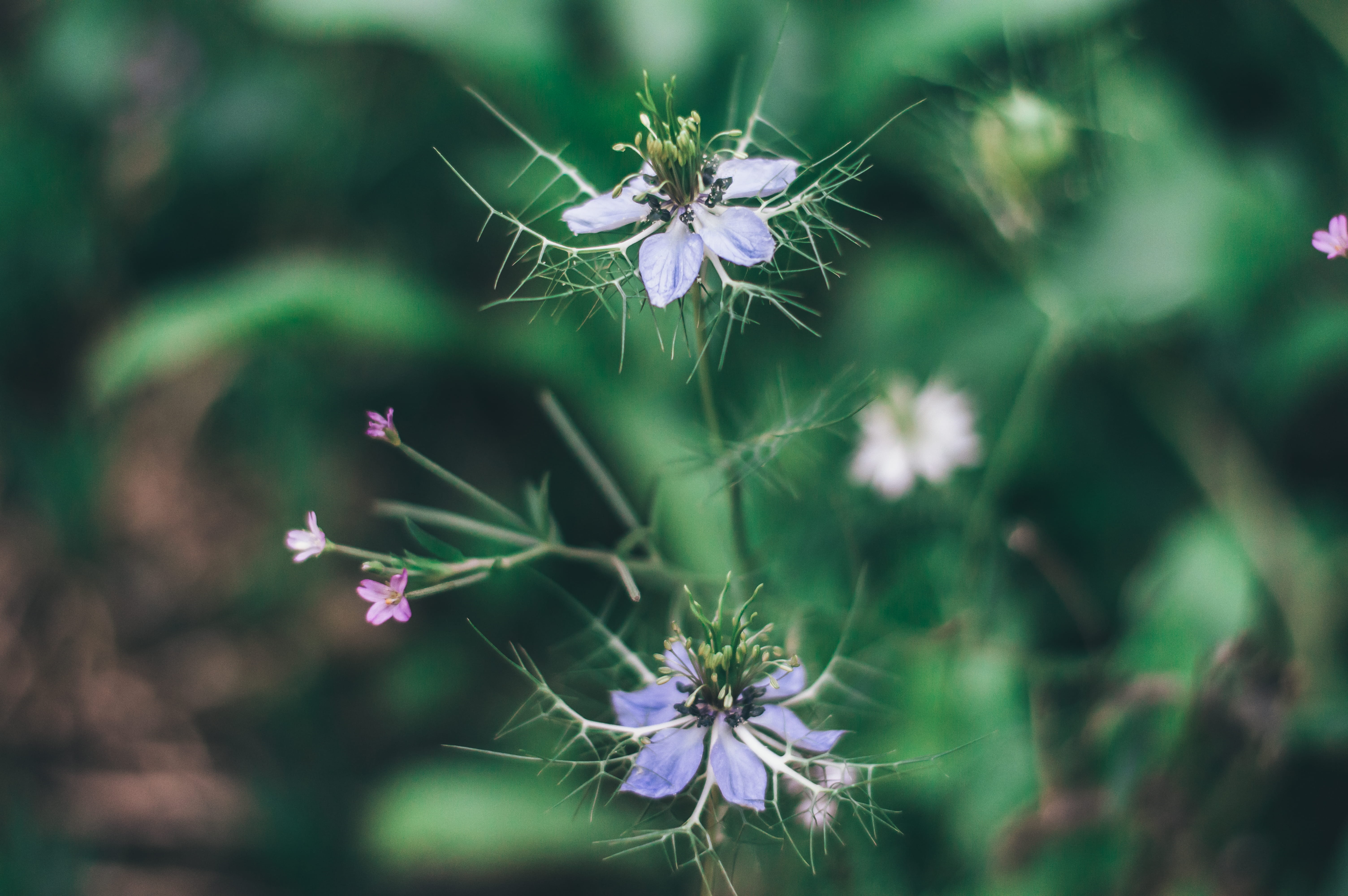 vulnerability, freshness, nature, interesting, tiny, green, tones, petal, 5K, invertebrate, macro, cold, flowering plant, insect, beauty in nature, pollination, HD Wallpaper