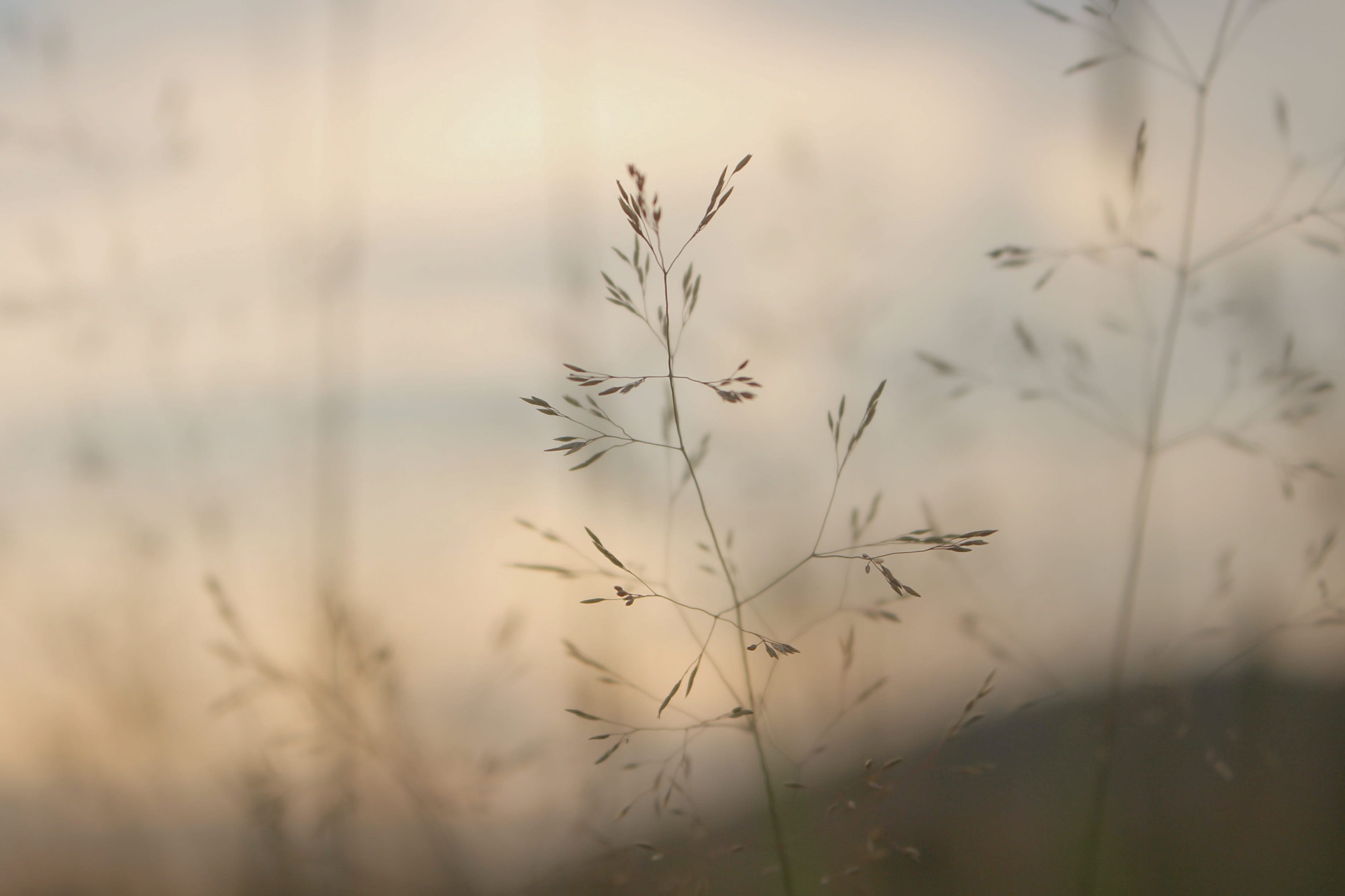 tranquility, tranquil scene, nature, brown, poa, timothy grass, fog, plant, no people, sunset, grass, close-up, focus on foreground, flora, growth, 2K, HD Wallpaper