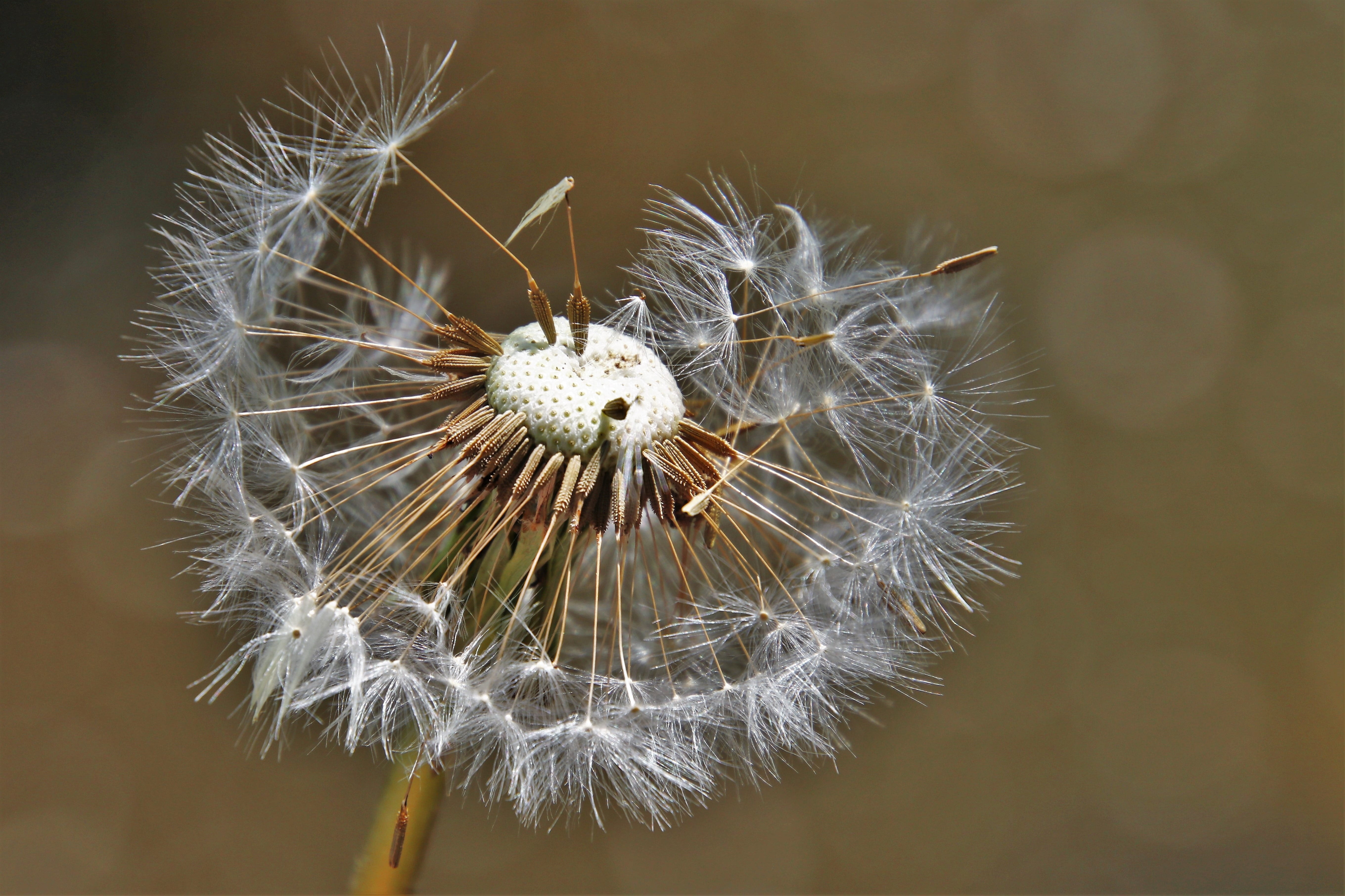 at the court of, plant, overblown, white, near, nature, delicate, focus on foreground, sonchus oleraceus, freshness, inflorescence, plant a garden, wilted plant, HD Wallpaper