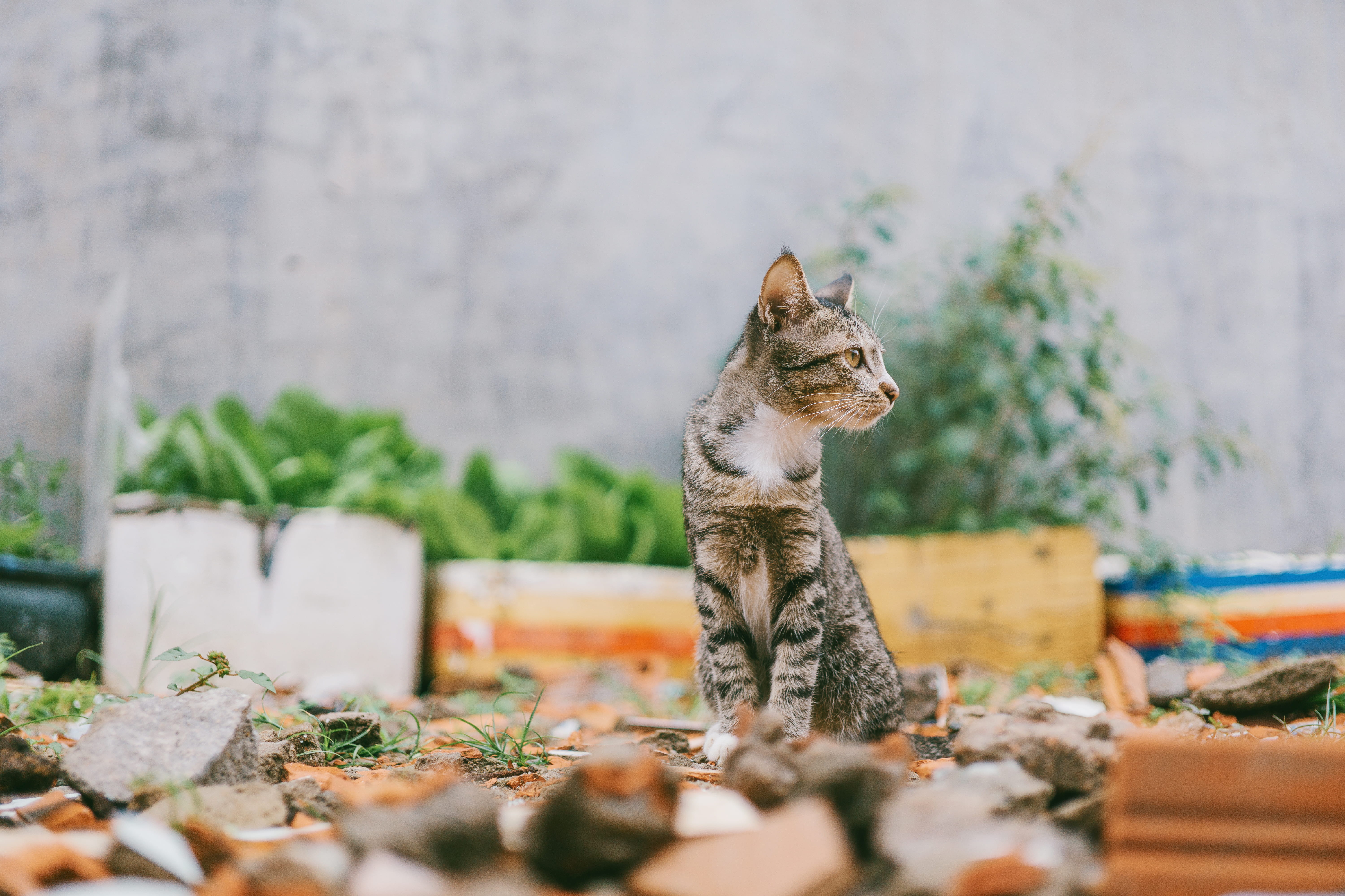 gray, felidae, tabby, looking away, domestic animals, one animal, stones, focus, pets, cat, plant, day, kitty, nature, pet, no people, close-up, whiskers, HD Wallpaper