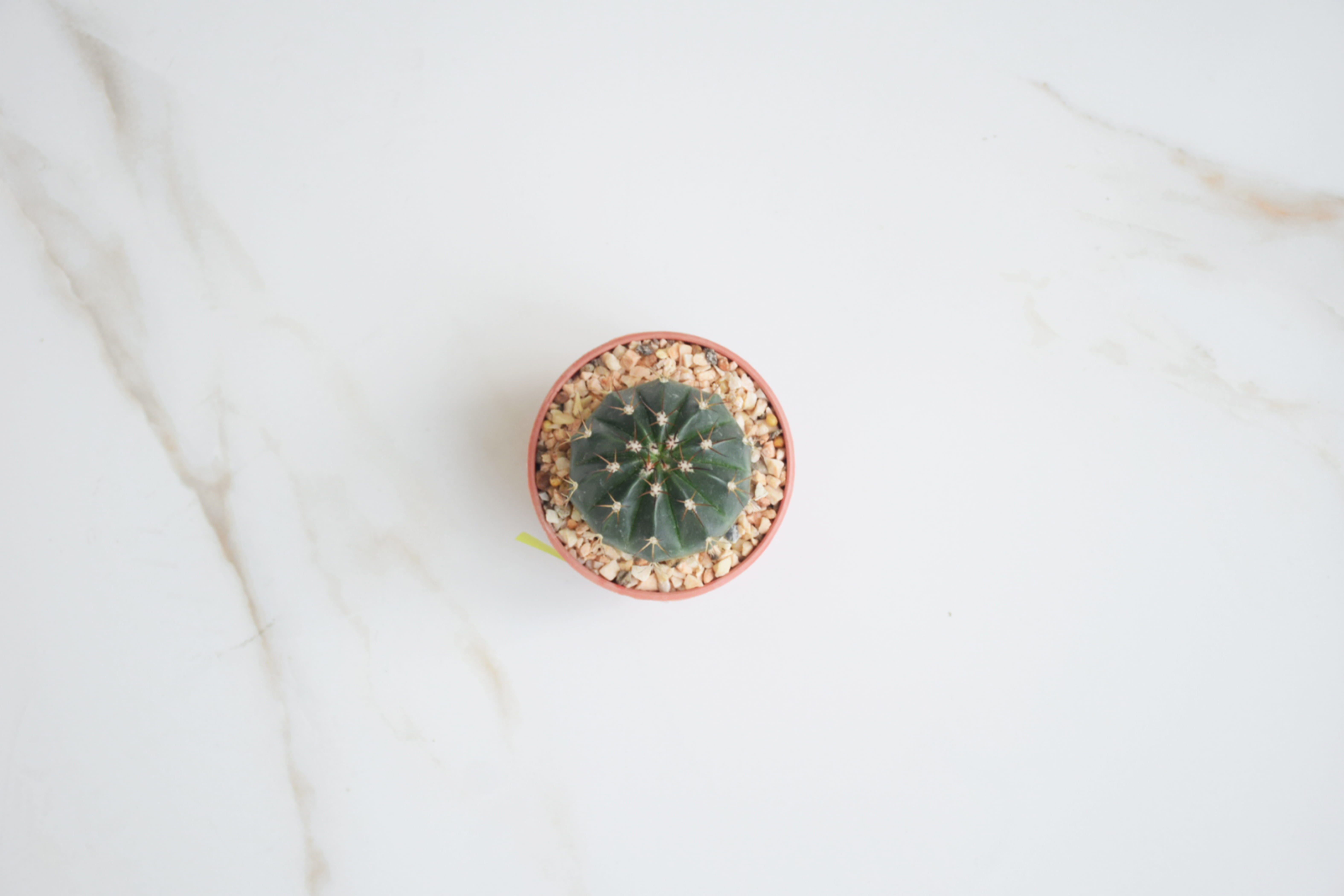 lay, white background, studio shot, cactus, flat, high angle view, freshness, pot, fruit, plant, day, no people, wellbeing, brown, copy space, food, single object, HD Wallpaper