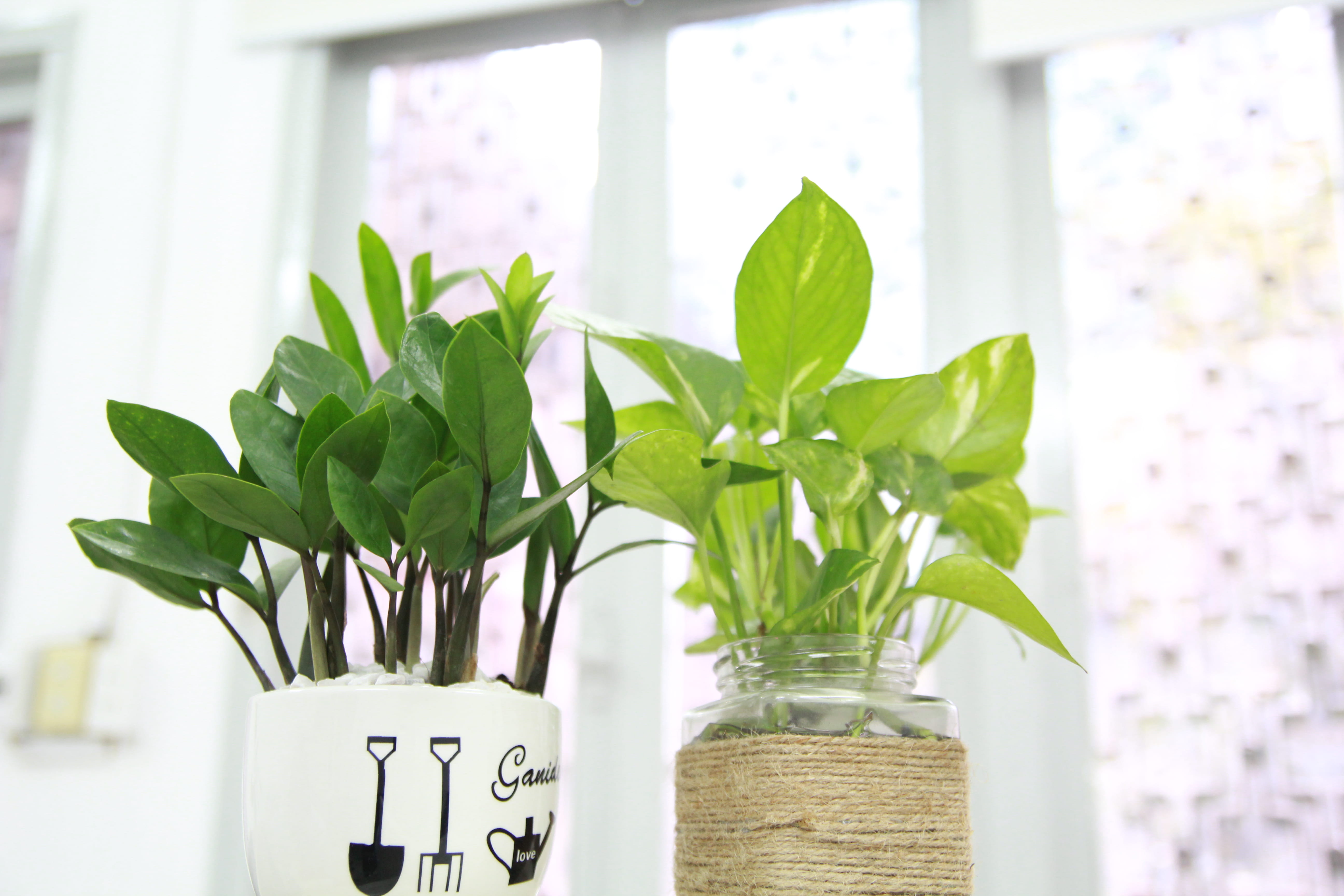 white, flower pot, near, glass, nature, potted, green, plants, transparent, no people, healthy, plant, leaf, indoors, green color, window, plant part, pots, HD Wallpaper