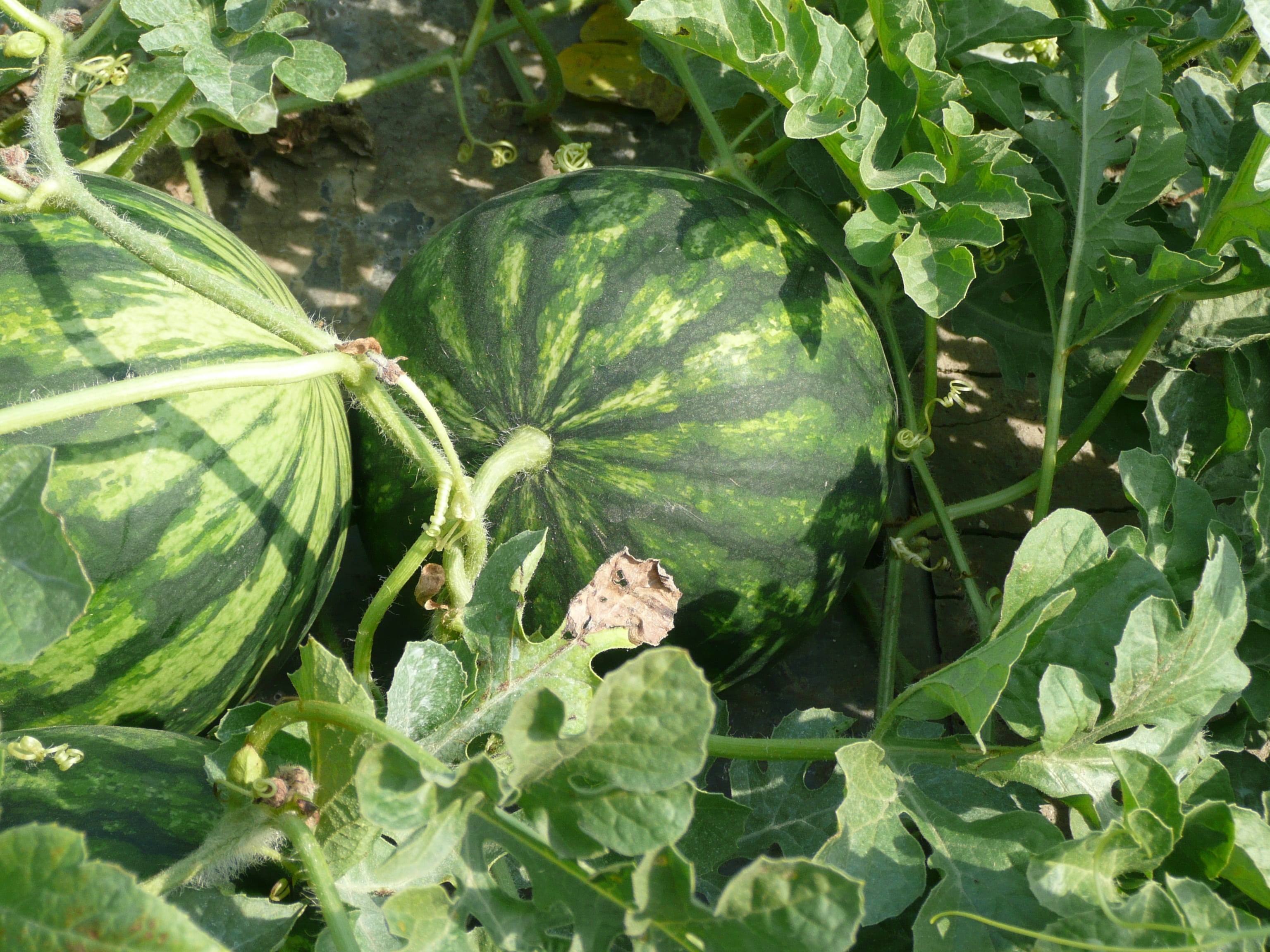 watermelon, food, cultivation, food and drink, plant, green, leaves, close-up, animal wildlife, agriculture, beauty in nature, plant part, one animal, outdoors, HD Wallpaper