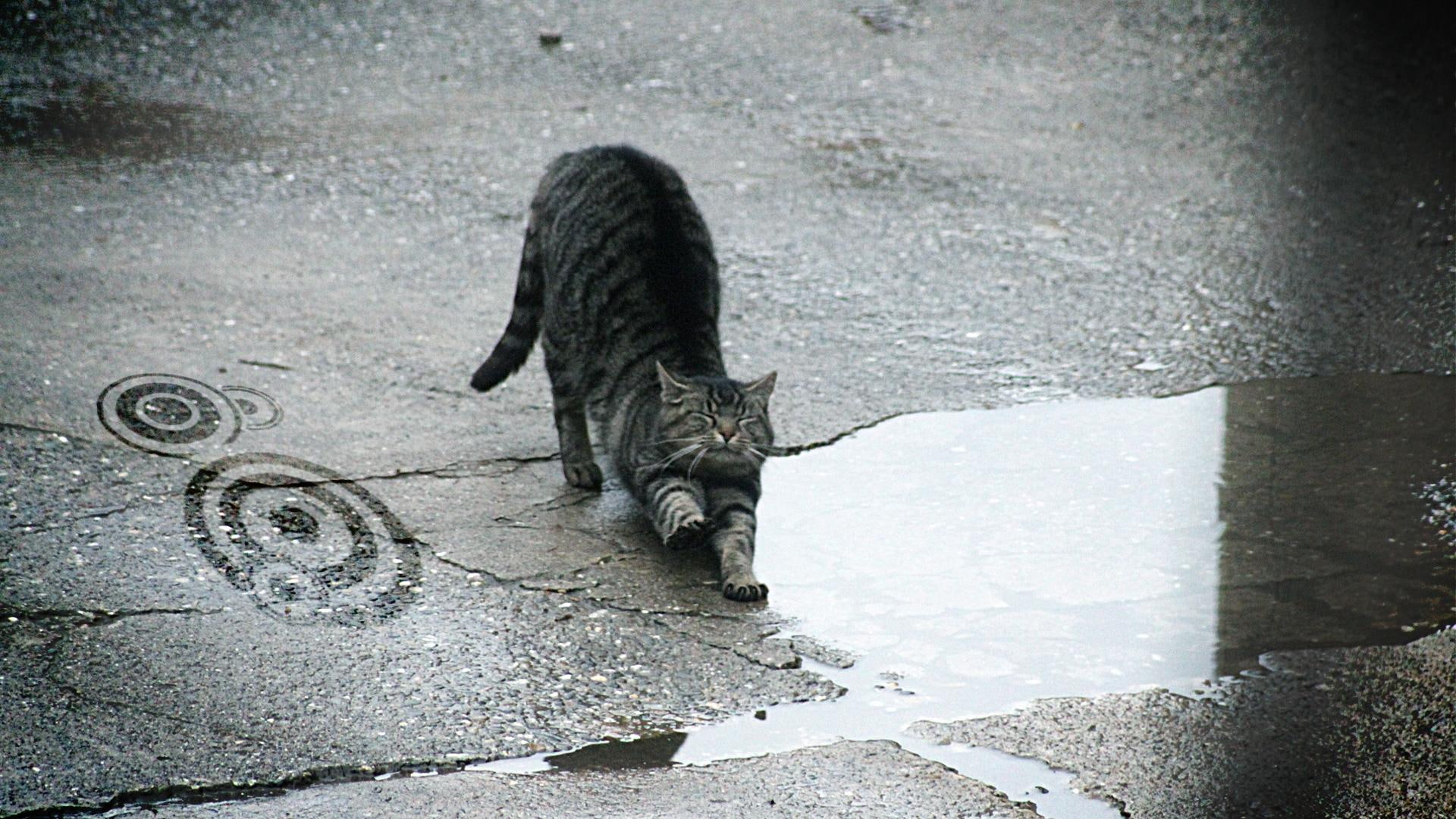 animal, outside, water, cat, animals, 1080P, asphalt, waking, HD Wallpaper