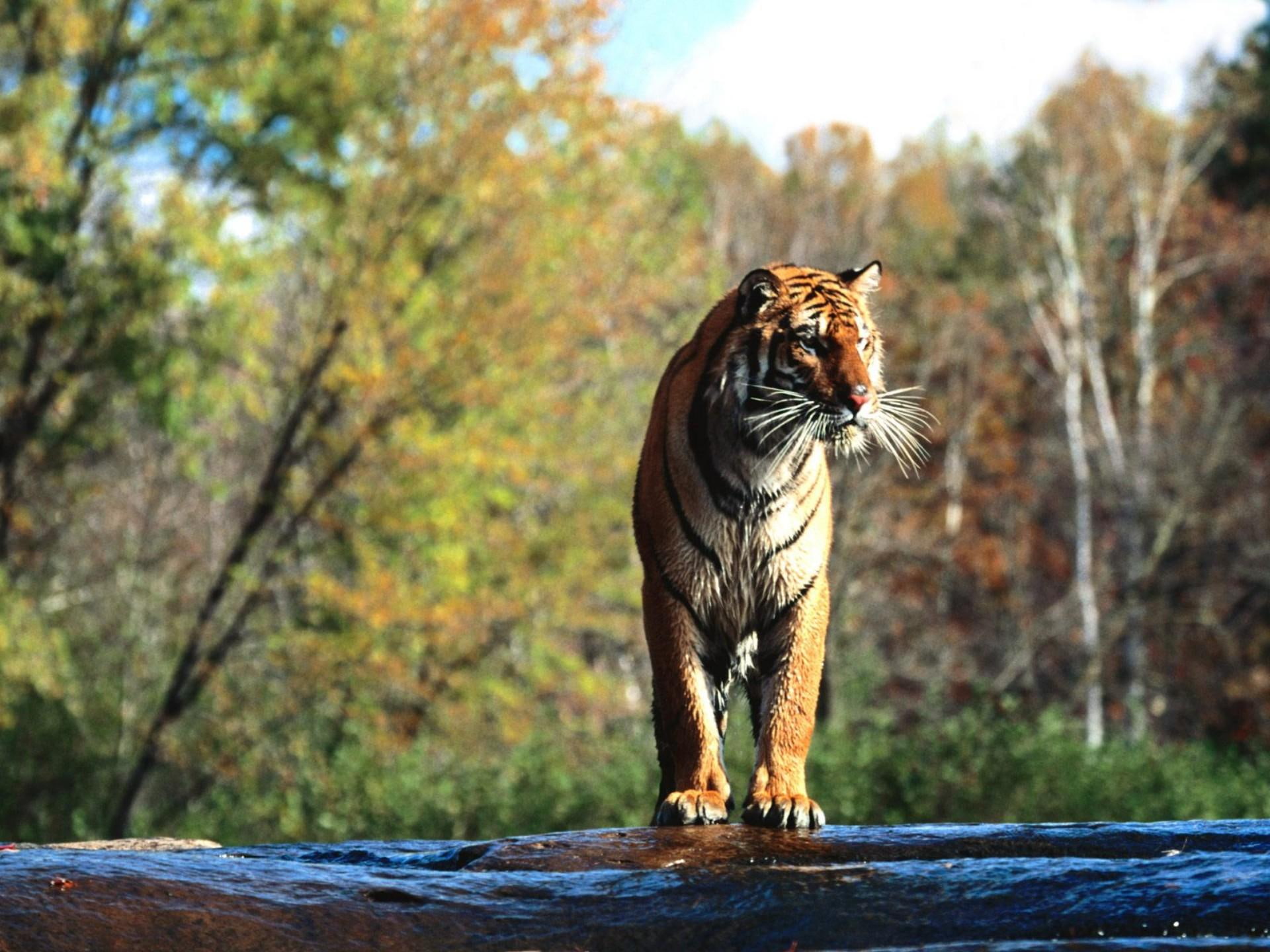 hunting, 1080P, time, animals, tiger, HD Wallpaper