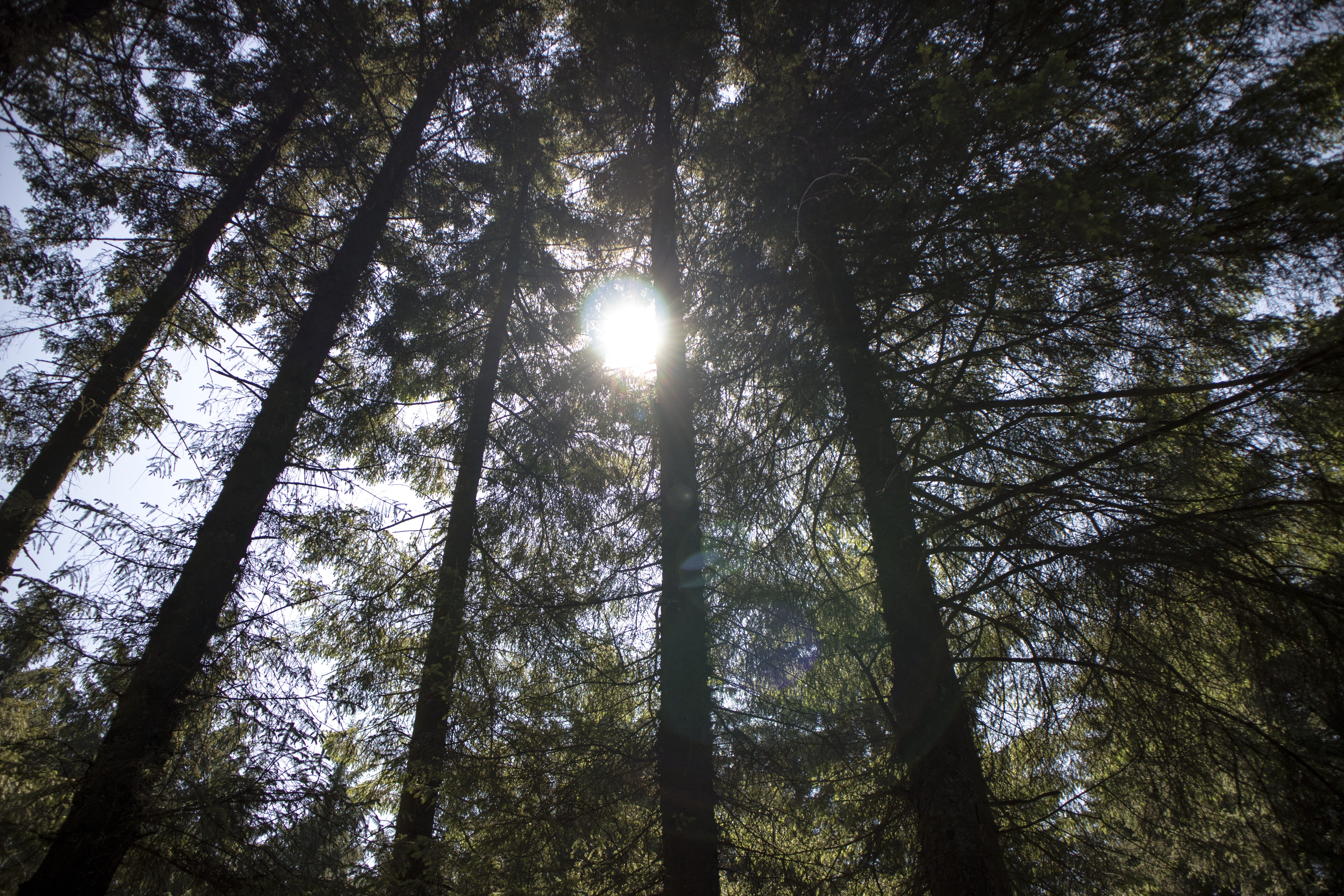 trunk, tree canopy, forest, no people, 5K, low angle shot, woodland, growth, silhouette, environment, bamboo - plant, nature, sky, plant, perspective, HD Wallpaper