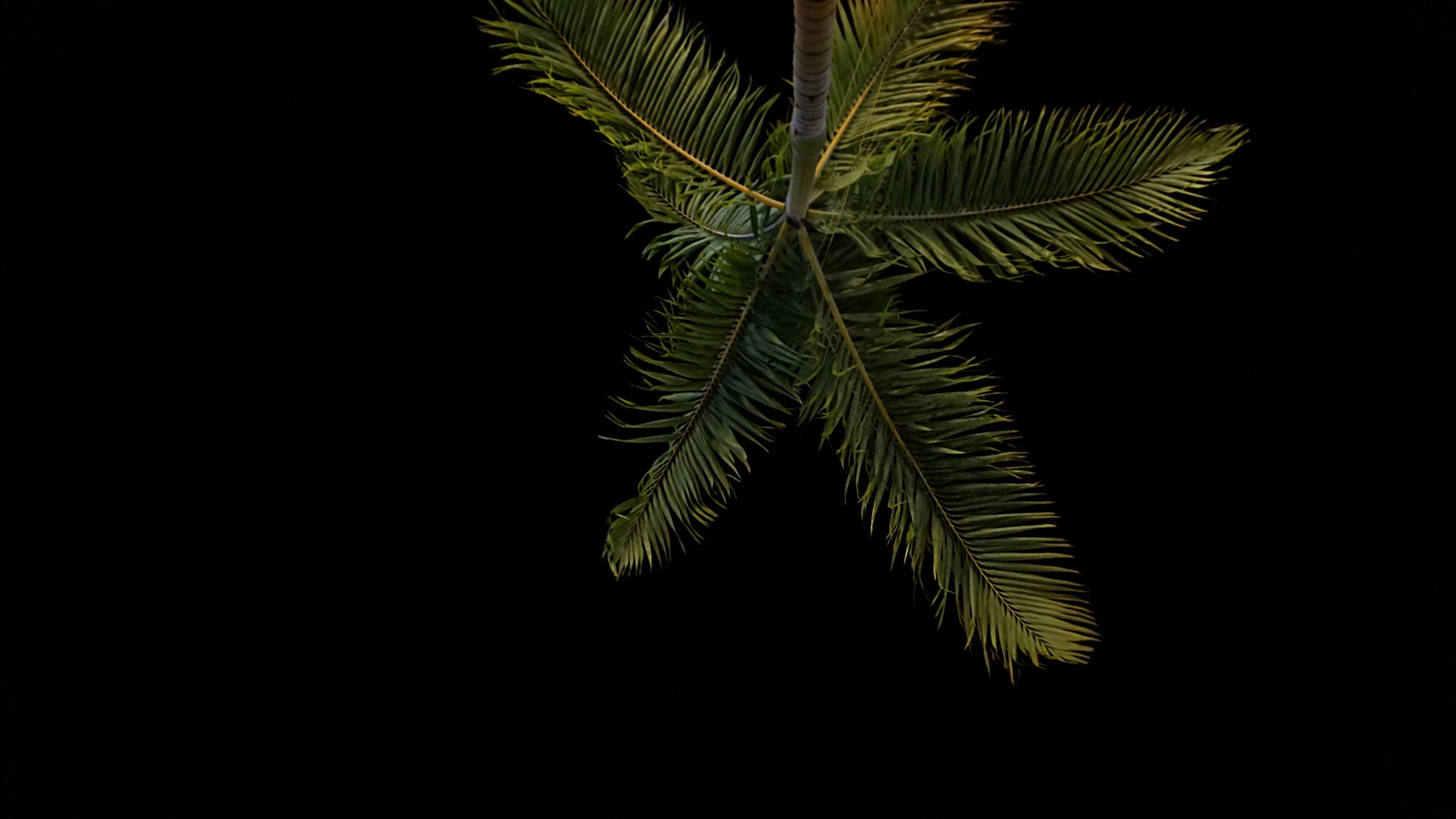 freshness, photo, natural pattern, copy space, indoors, taken, black background, time, coconut, green color, palm, tree, nature, sky, beauty in nature, HD Wallpaper