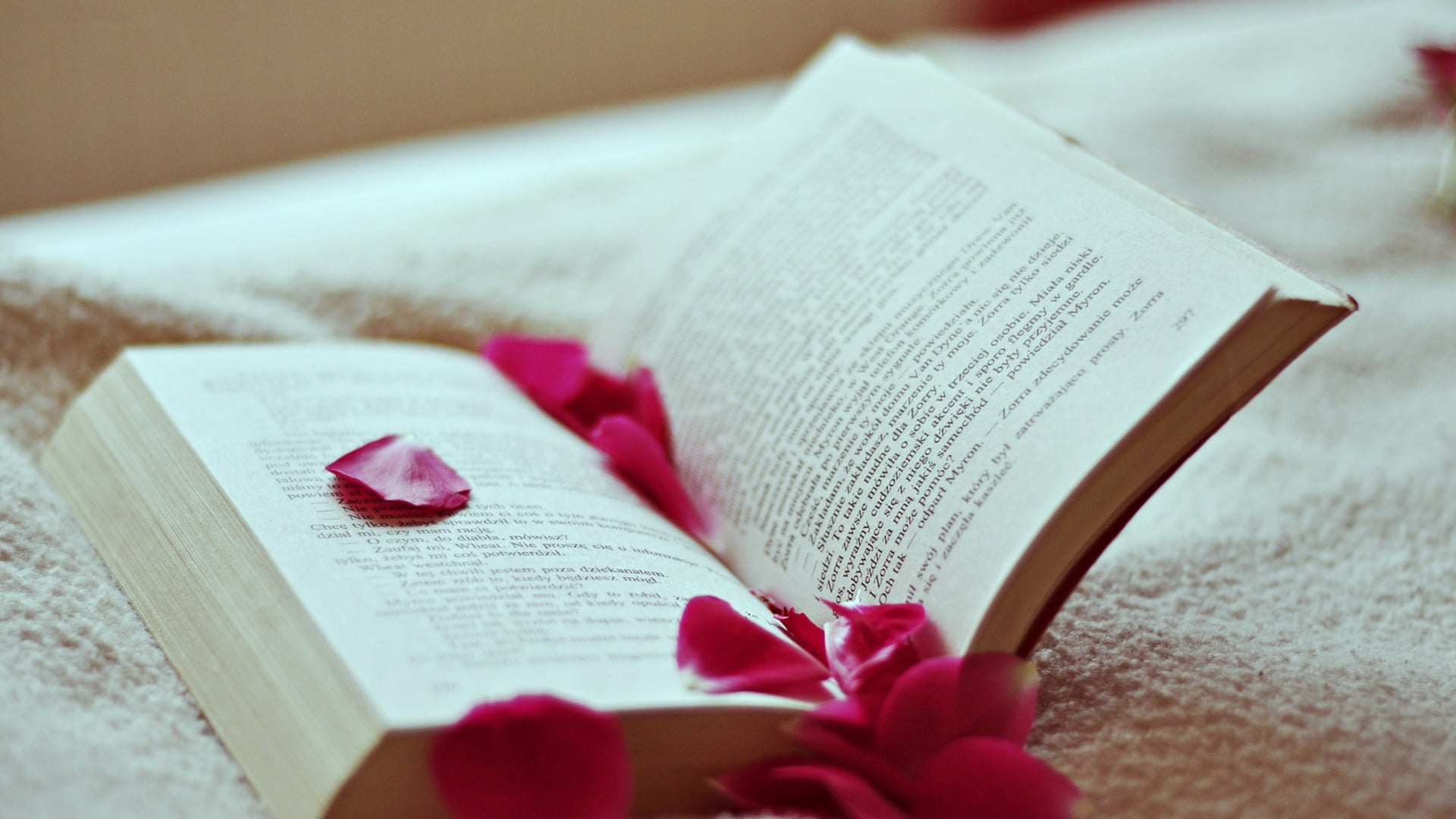 religious Text, spirituality, emotion, plant, religion, christianity, romance, petals, selective focus, 1080P, still life, backgrounds, flowering plant, HD Wallpaper