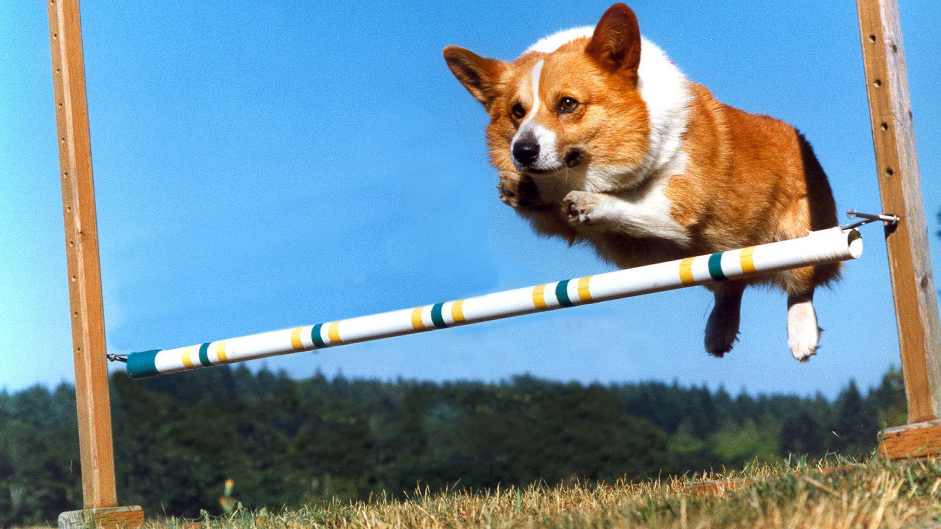 x, art, dogs, corgi, 1080P, animals, hd, HD Wallpaper