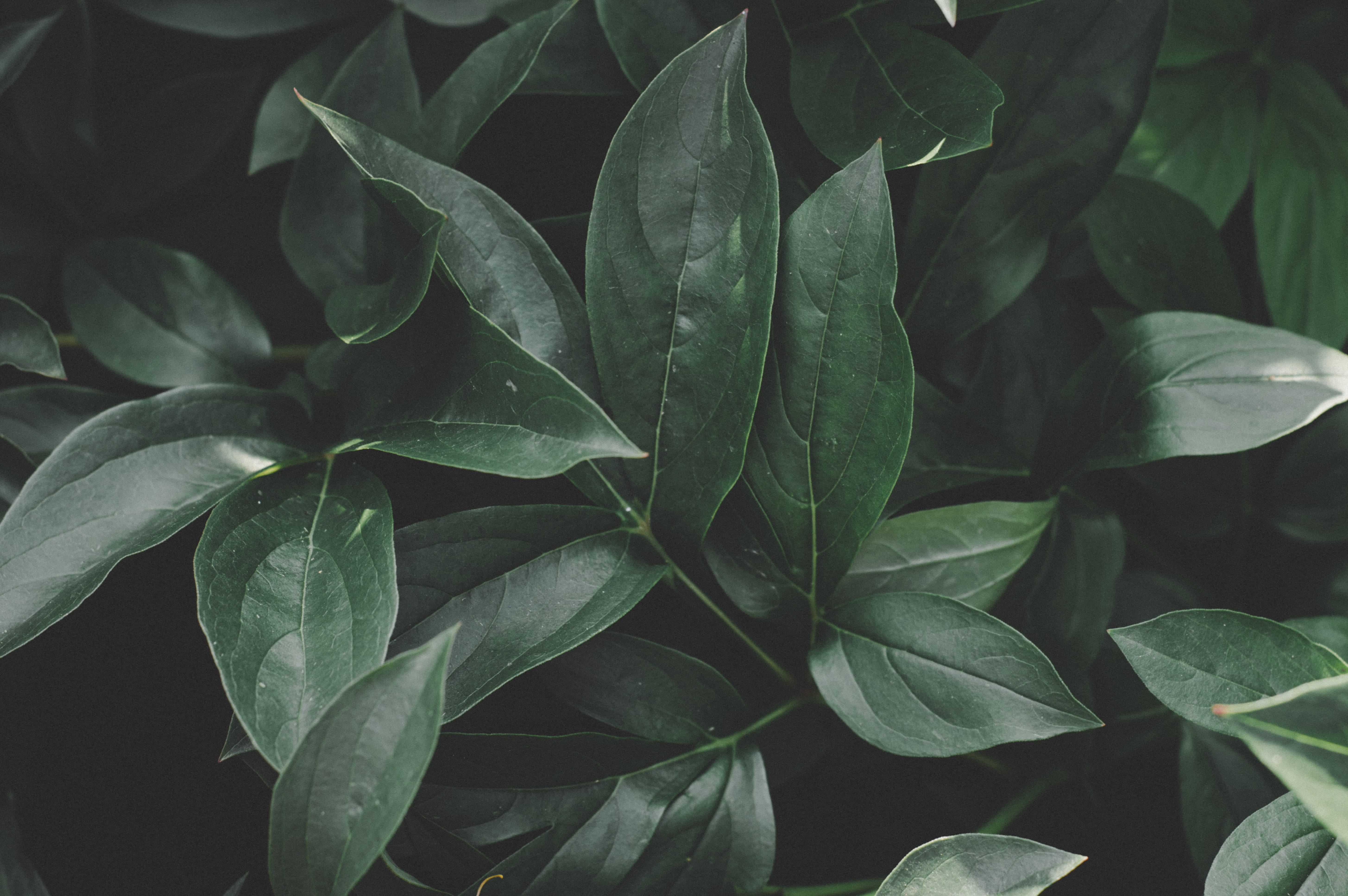 freshness, uva, green leaves, plants, foliage, beauty in nature, no people, color, leaves, tranquility, closeup, high angle view, full frame, 5K, day, HD Wallpaper