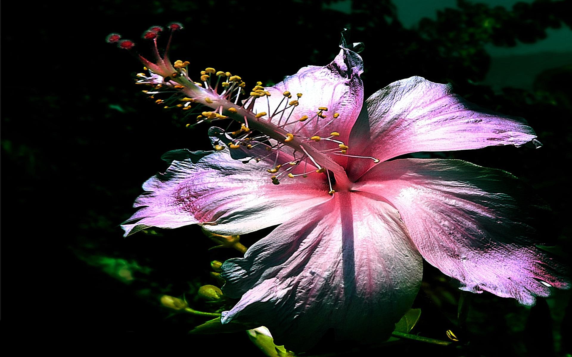 valentine, 3d and abstract, come, true, flower, love, 1080P, warm, dreams, caring, romances, HD Wallpaper