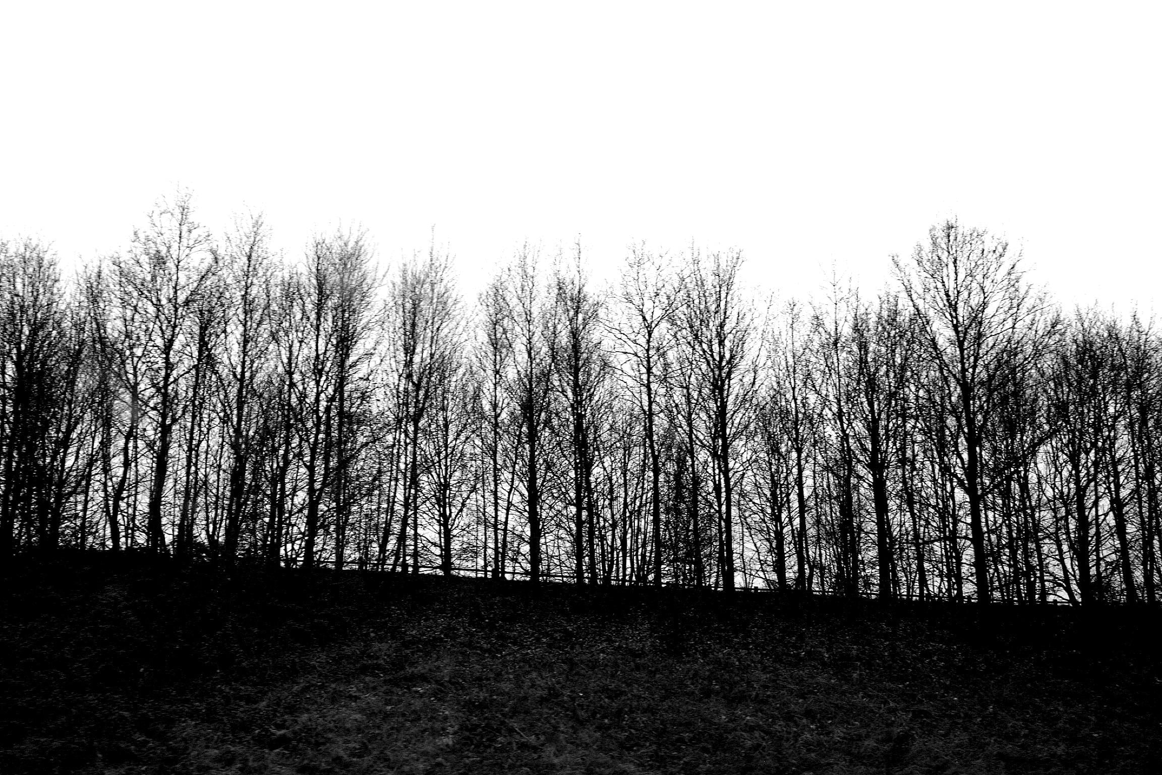 tree, forest, clump, landscape, 1080P, 3d and abstract, trees, themed, HD Wallpaper