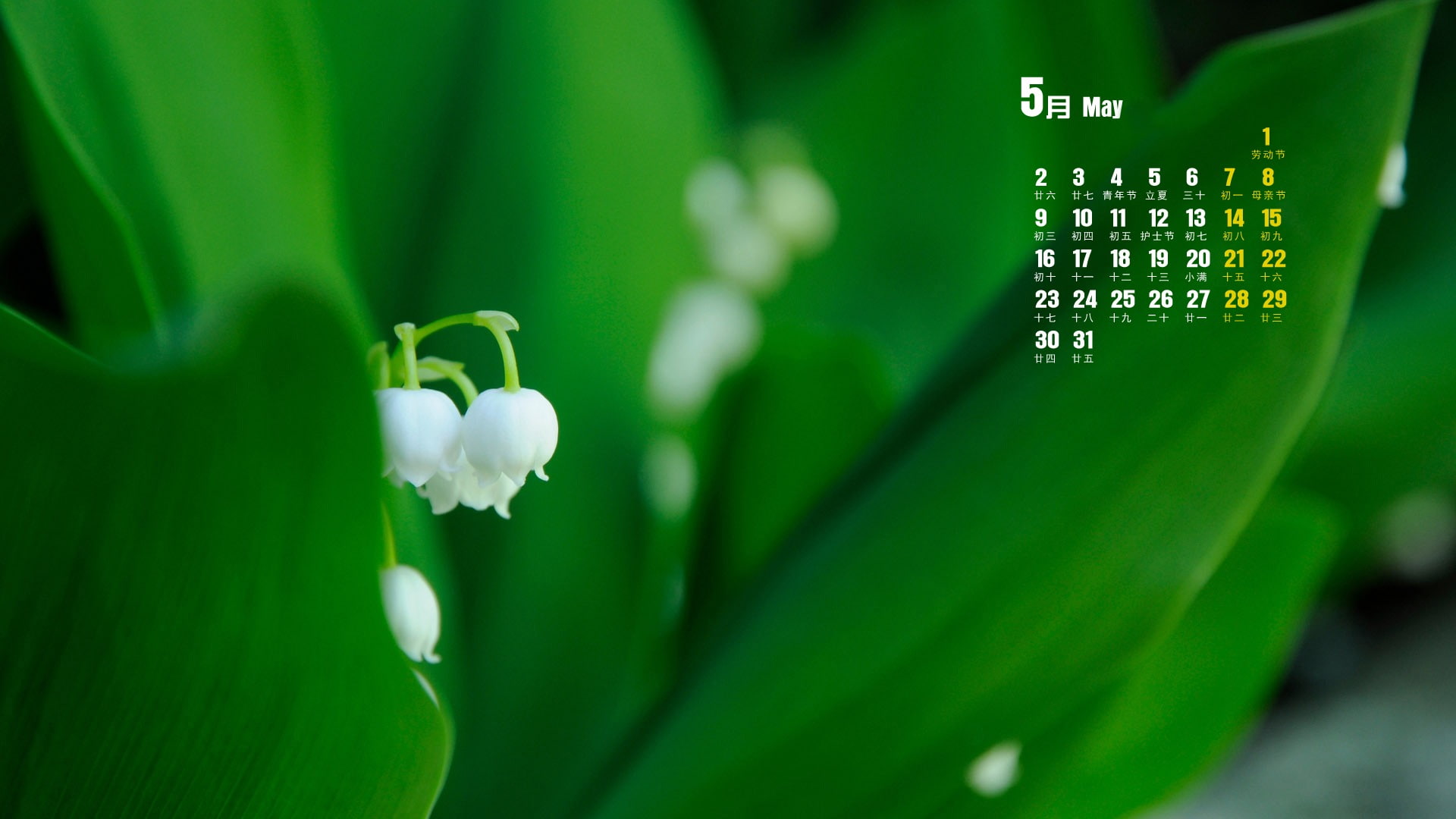 themes, freshness, desktop, nature, flowering plant, beauty in nature, plant part, leaf, white color, day, growth, outdoors, green color, calendar, HD Wallpaper
