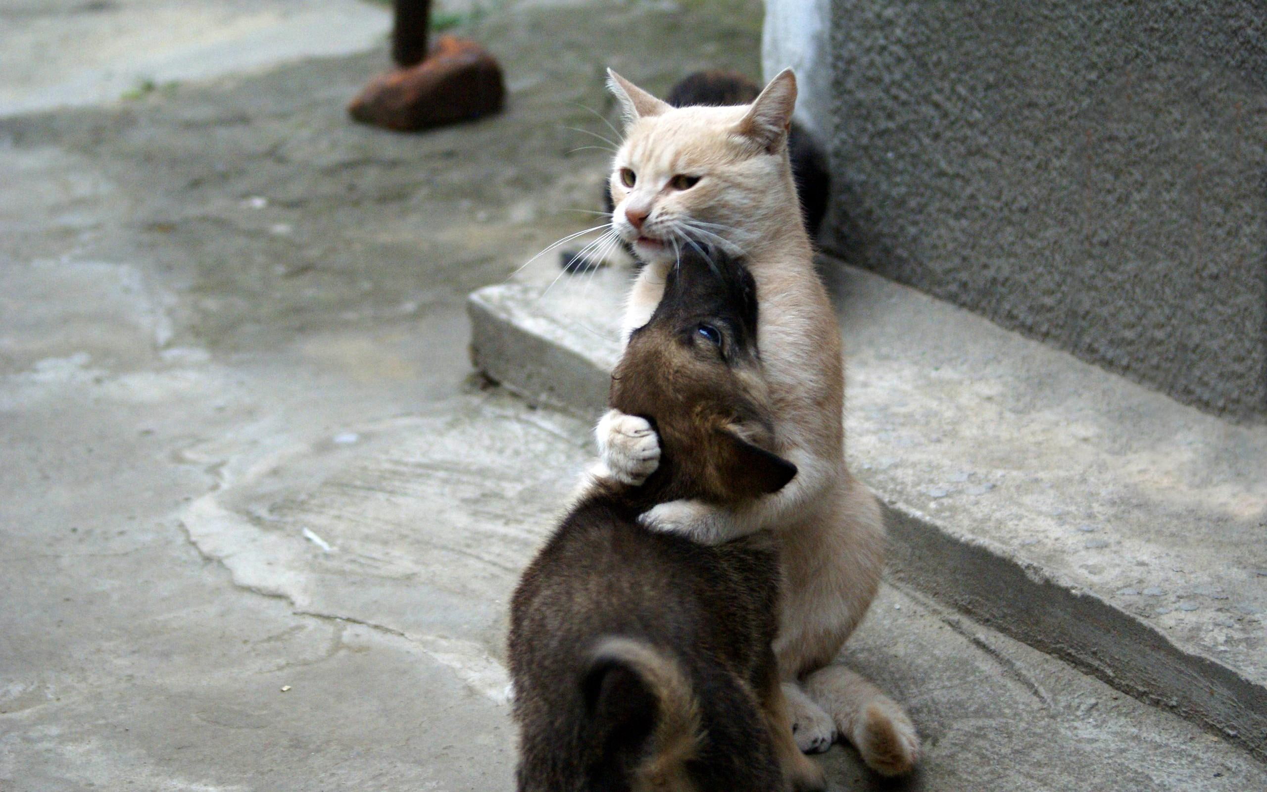 2K, photography, friendship, funny, love, humor, animals, animal, got, HD Wallpaper