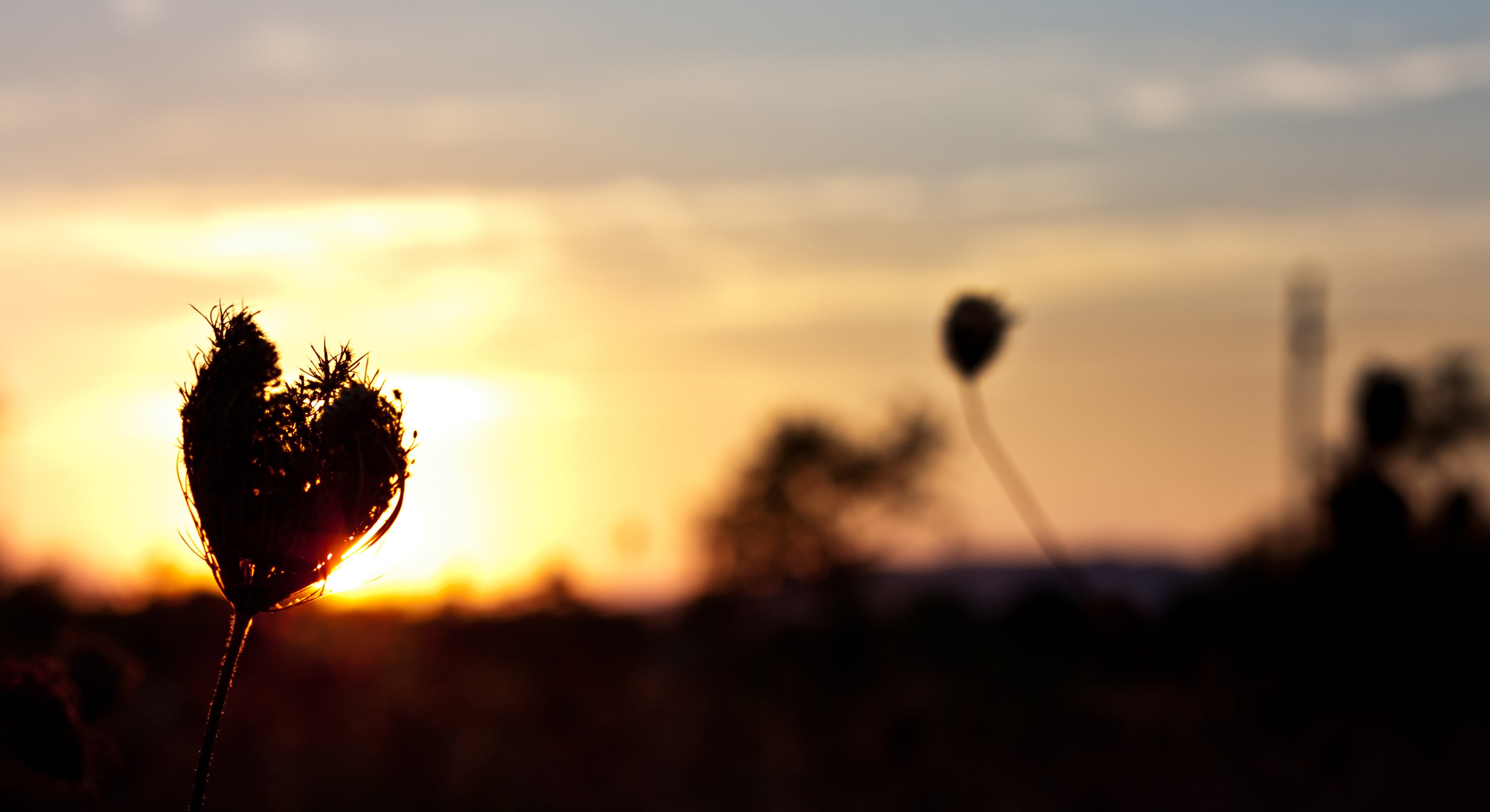 growth, sunlight, flower, sky, close-up, back lit, outdoors, selective, 4K, beauty in nature, macro, land, bokeh, plants, focus, plant, scenics - nature, HD Wallpaper