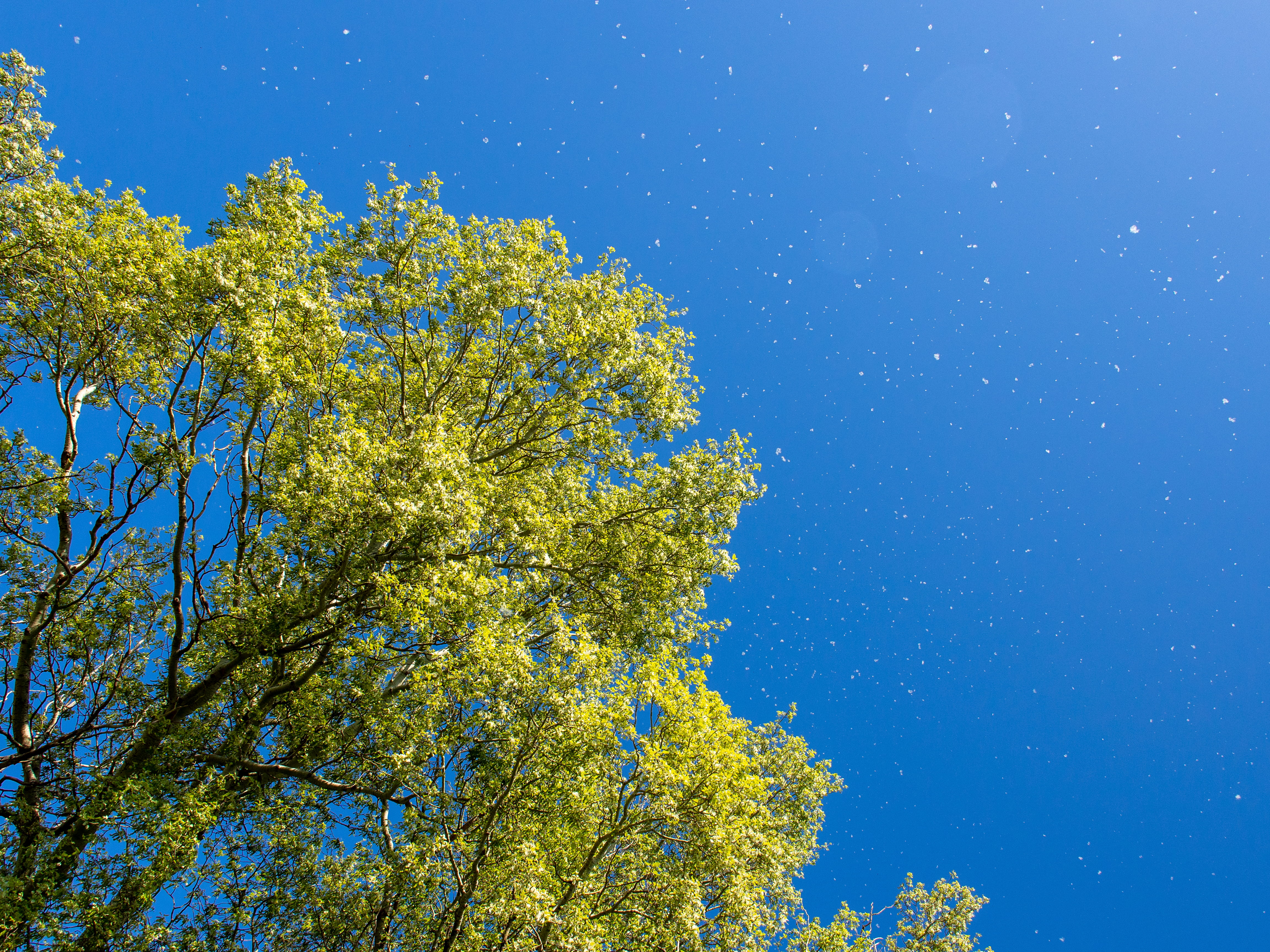 fir, woodland, green color, flare, nature, vegetation, day, saint martin de crau, building, no people, branch, adventure, flower, sky, growth, astronomy, HD Wallpaper