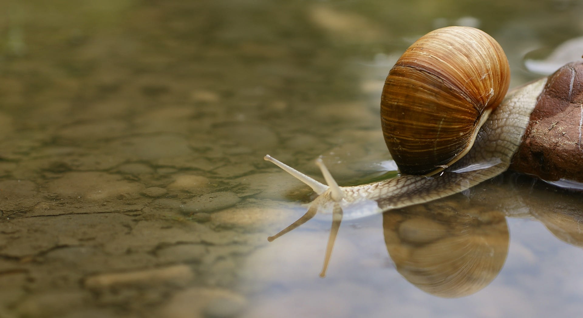 animal, crawling, animals in the wild, macro, boredom, puddle, invertebrate, animal body part, nature, shell, snail, crossing, 1080P, one animal, water hazard, HD Wallpaper