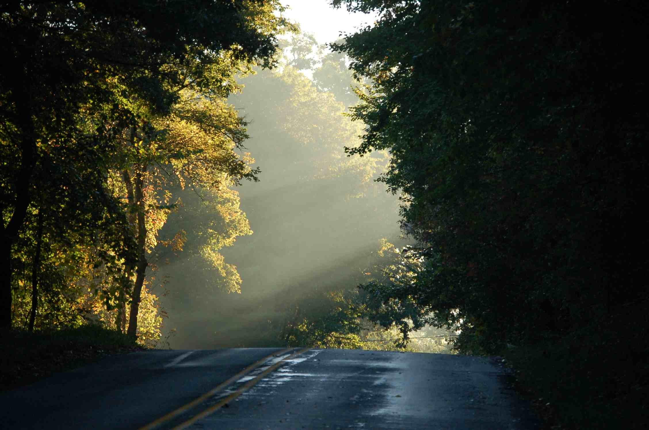 1080P, misty, green, nature, trees, forest, road, nature and landscapes, HD Wallpaper