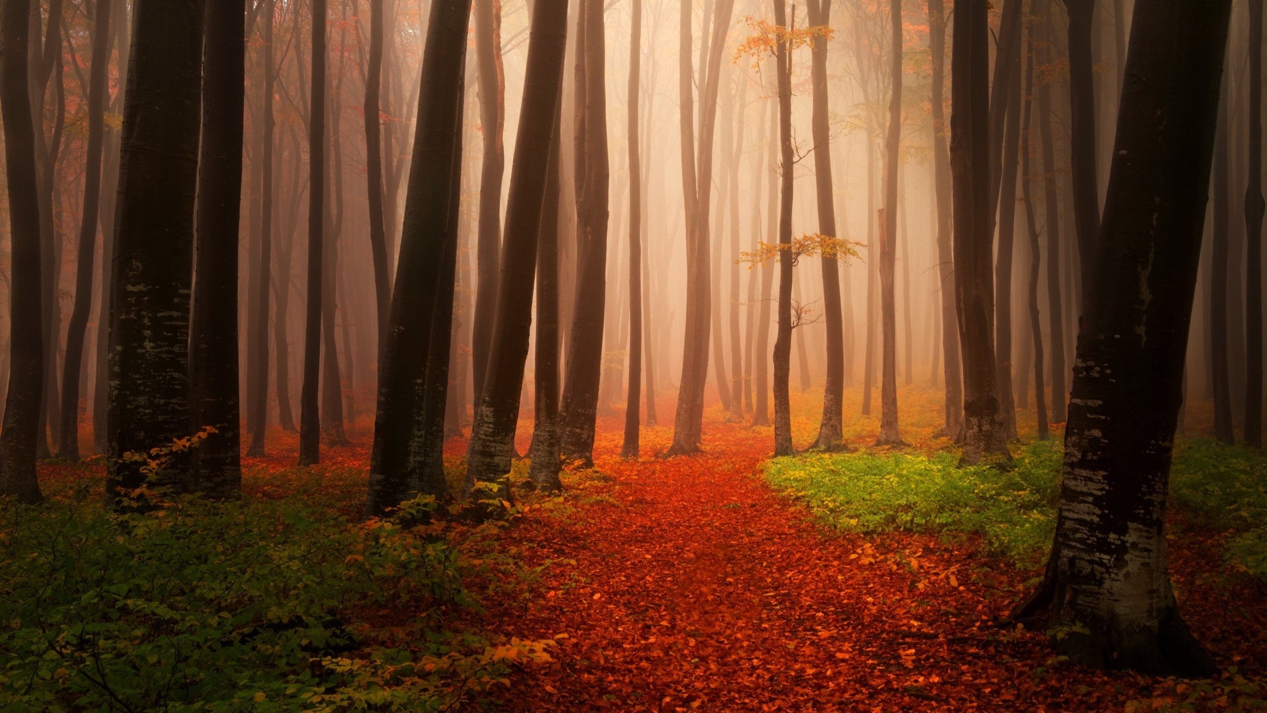 Autumn, Forest, Misty, 2K, HD Wallpaper