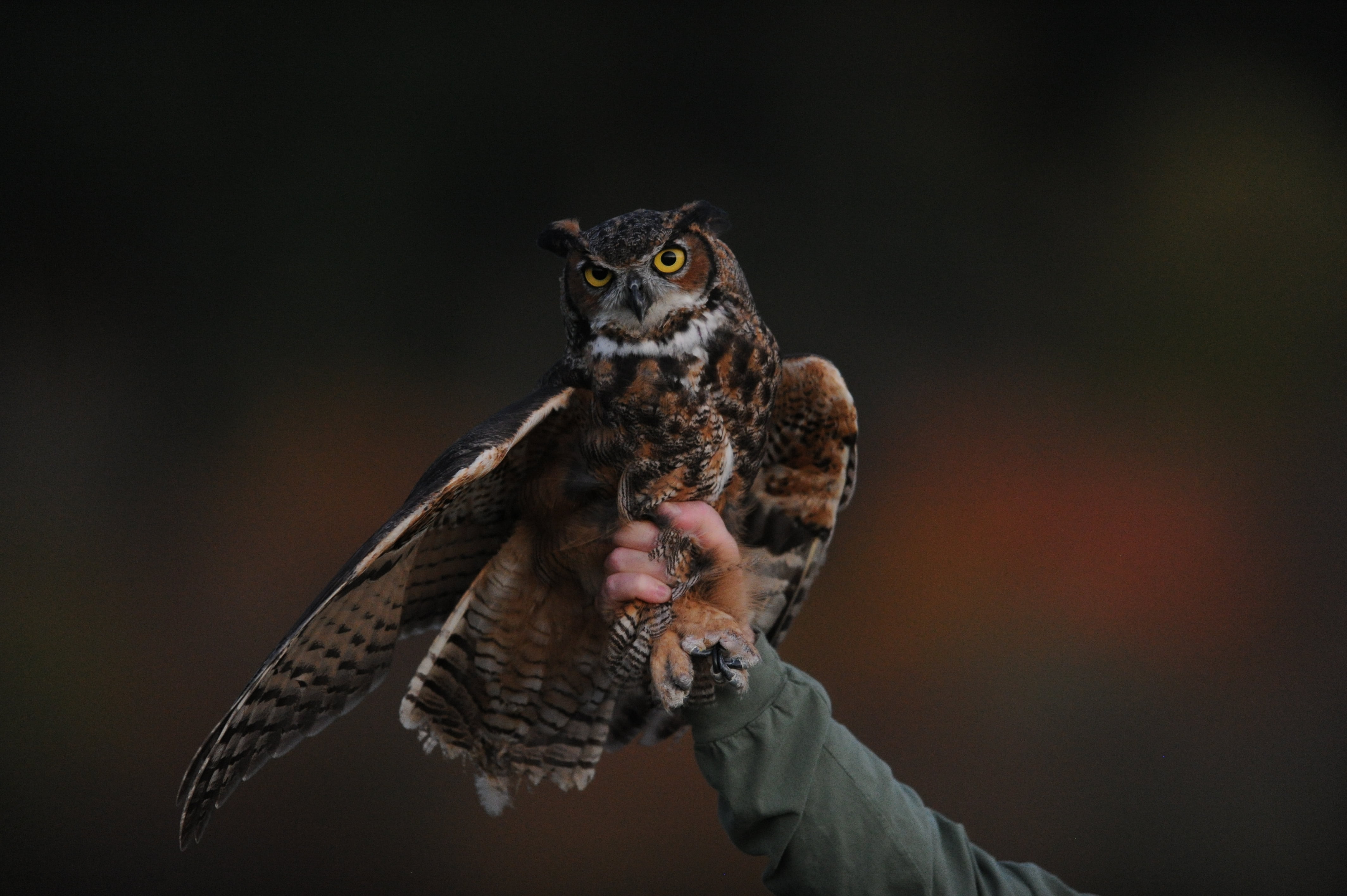 beauty In Nature, black background, 4K, outdoors, falconry, photography, animal Wing, vertebrate, bird of Prey, one Animal, eagle Owl, animals Hunting, HD Wallpaper