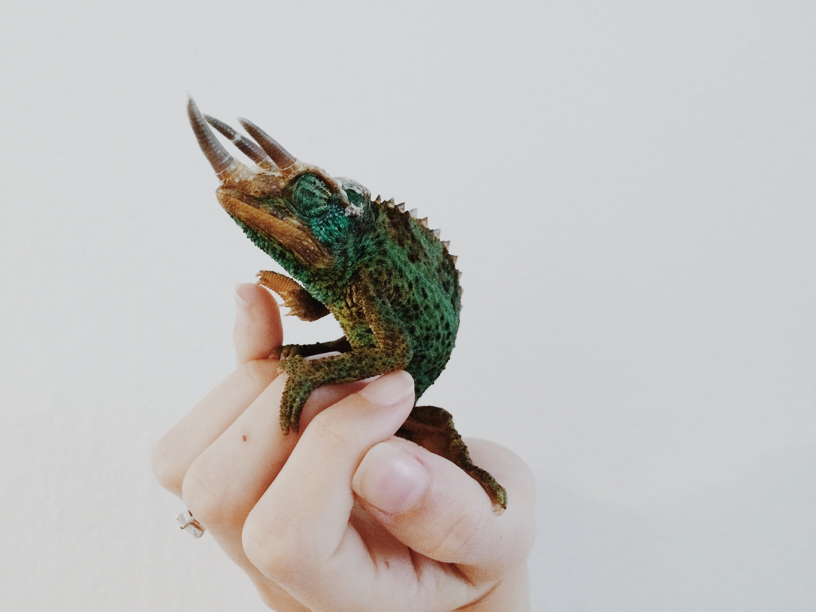 one animal, finger, frog, human finger, real people, reptile, holding, chameleon, green, animals in the wild, body part, brown, copy space, care, human body part, HD Wallpaper