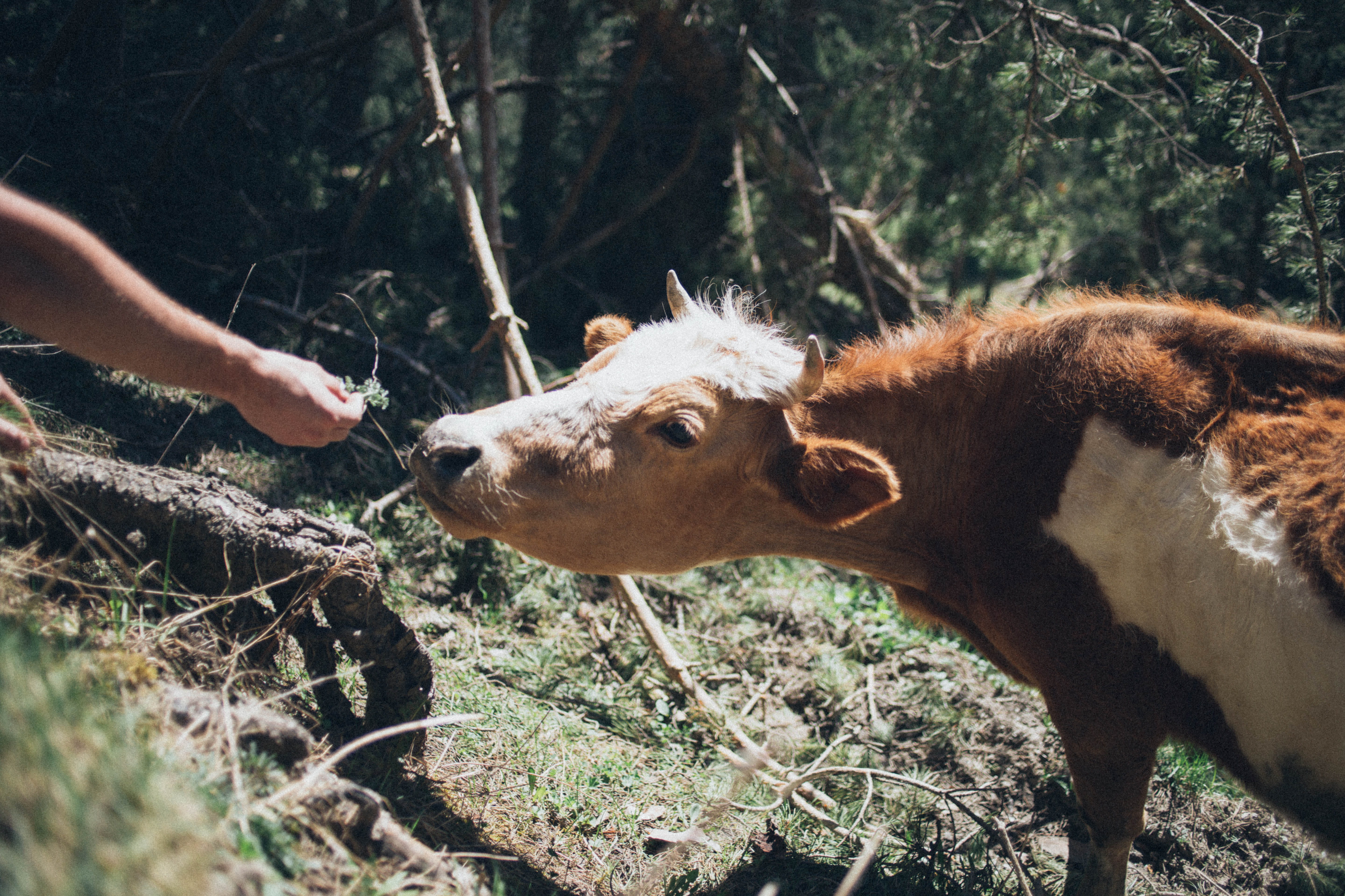 one animal, landscape, animal, brown, mammal, livestock, fawn, environment, herbivorous, food, woods, domestic animals, animal photography, pets, 5K, close-up, HD Wallpaper