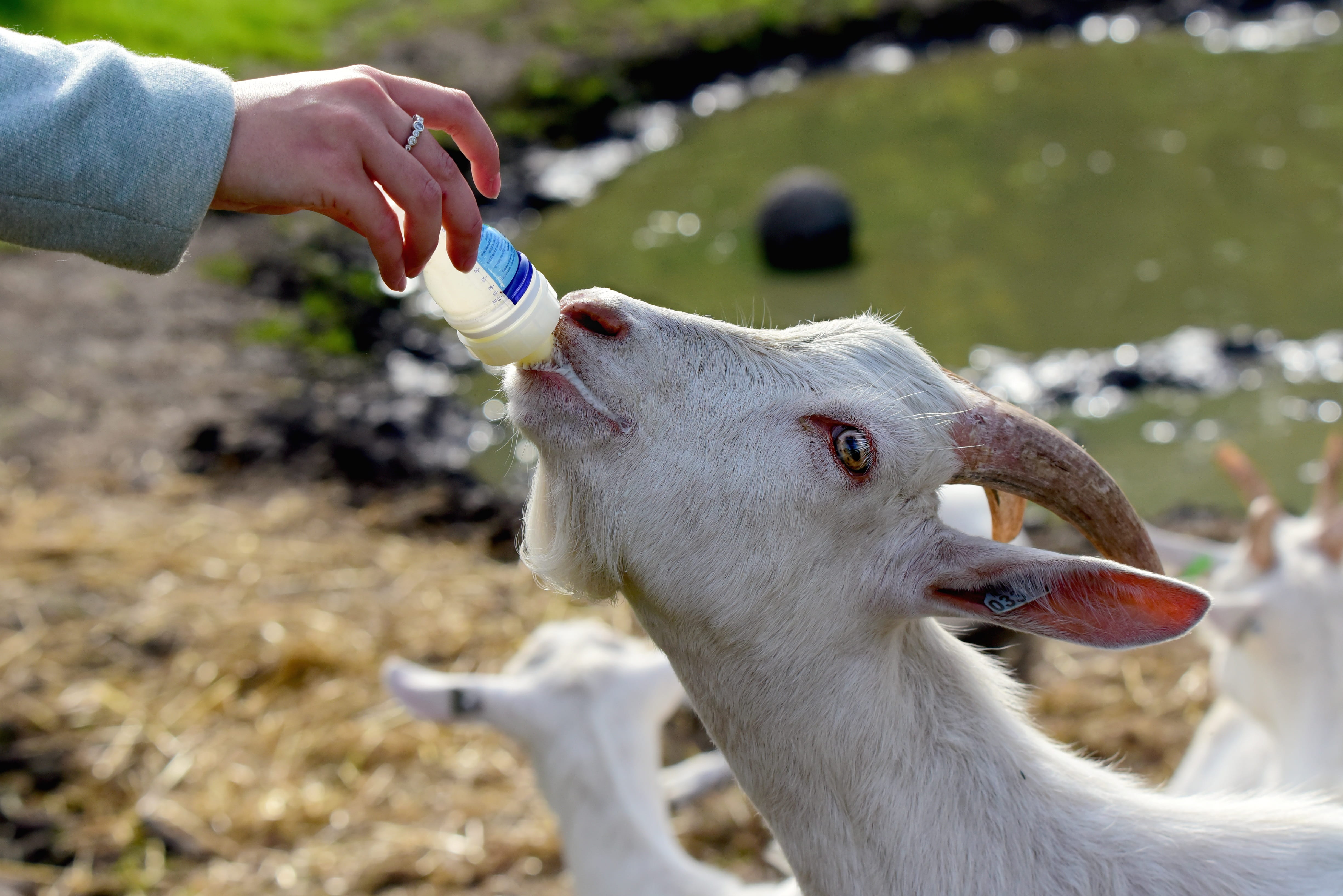 food, domestic, hunger, eating, animal, goat milk, drinking, head, one person, vertebrate, feeding, bottle, kid, domestic animals, bottle feeding, 4K, HD Wallpaper