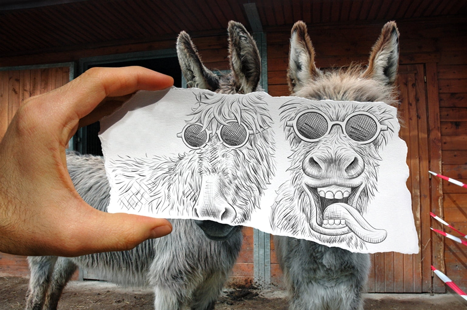 donkey, animal, horned, 720P, pets, pair, donkeys, finger, sketches, bizarre, one person, representation, body part, cute, the combination, creativity, HD Wallpaper
