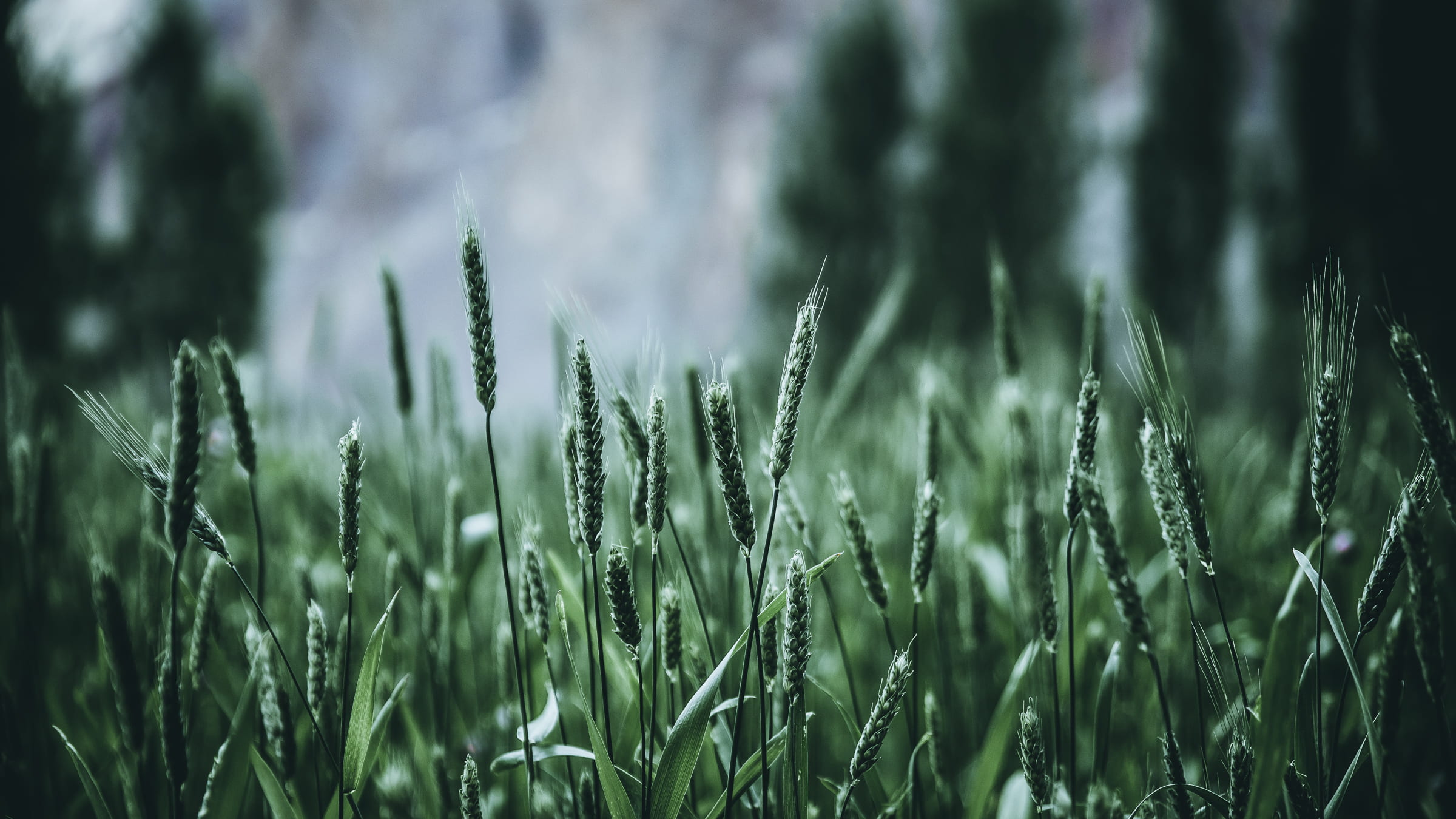 rural scene, field, land, lost, growth, plant, focus on foreground, 1080P, outdoors, no people, close-up, turtuk, day, cereal plant, wheat, nature, grass, HD Wallpaper