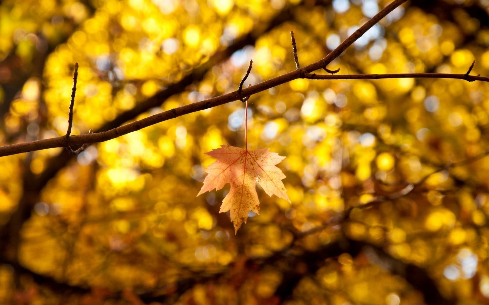 day, tree, orange color, plant part, nature, change, no people, outdoors, leaves, autumn collection, yellow, leaf, 720P, maple tree, growth, close-up, HD Wallpaper