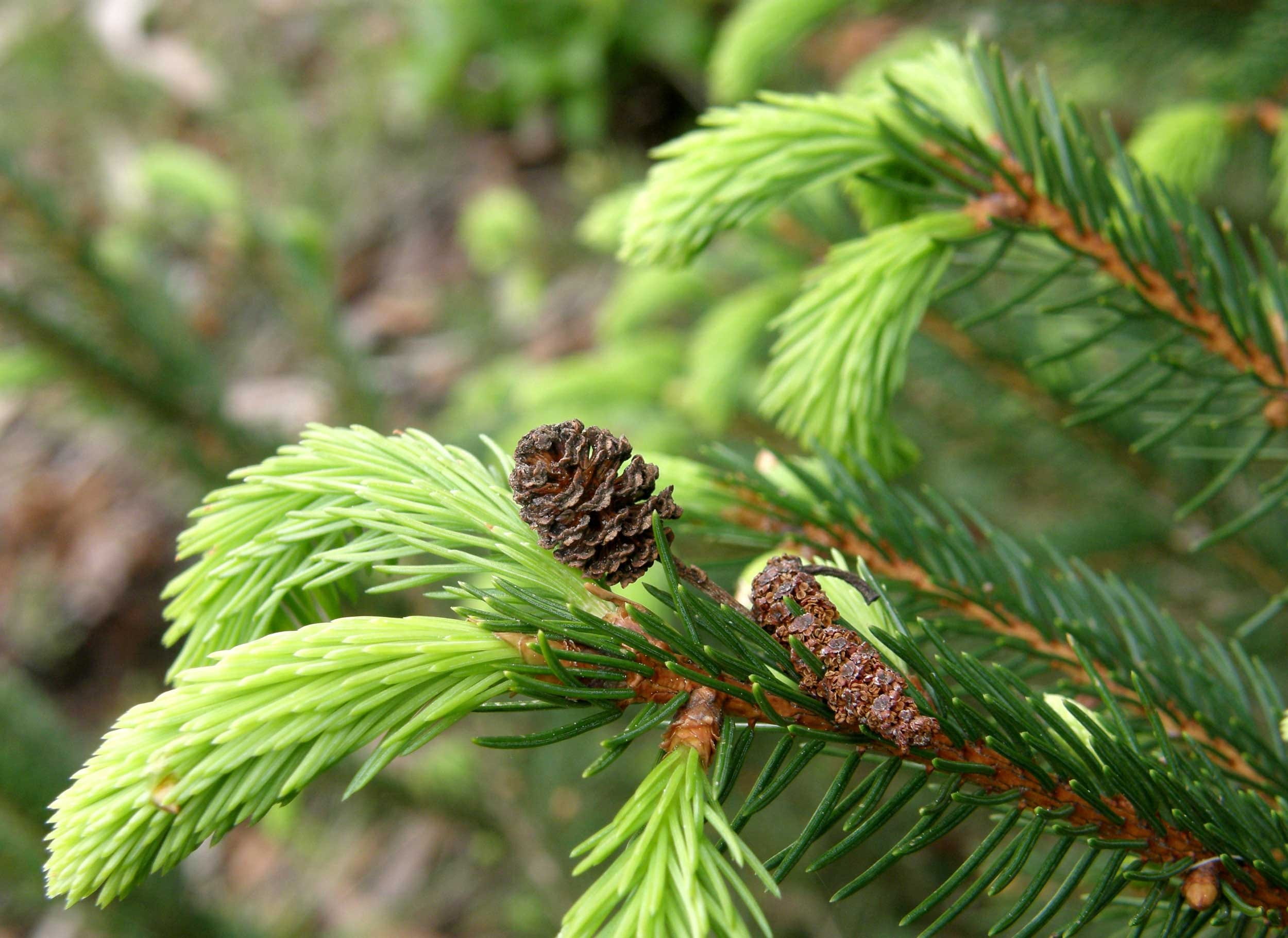beauty in nature, seeds, green color, animal themes, Nature, green, pine cone, growth, close-up, coniferous tree, shoots, close, young, Needles, focus on foreground, HD Wallpaper