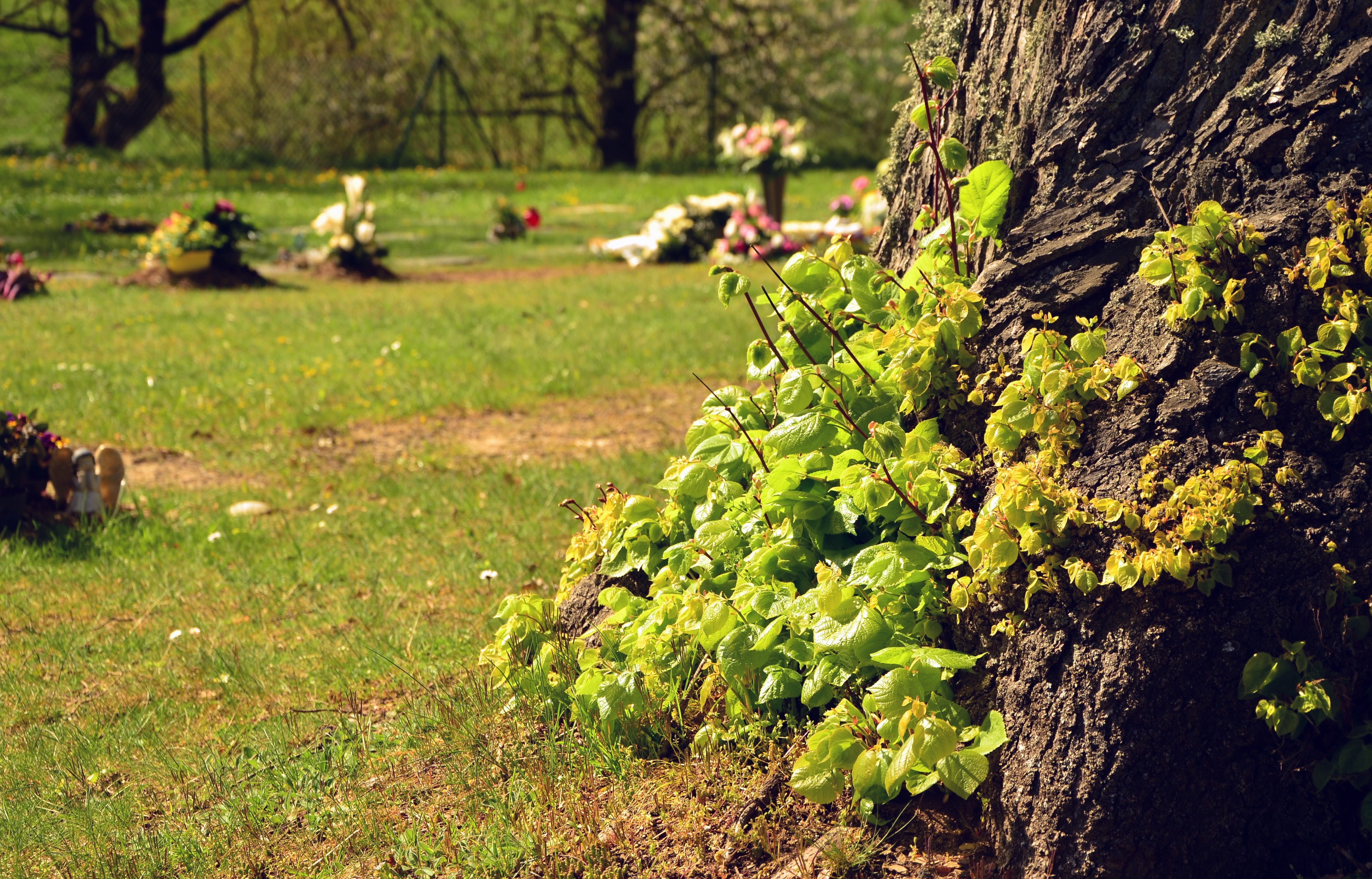 winemaking, live new, trunk, 4K, no people, land, spring, field, outdoors, plant, lawn graves, leaf, day, resurrection, tree shoots, green color, growth, HD Wallpaper