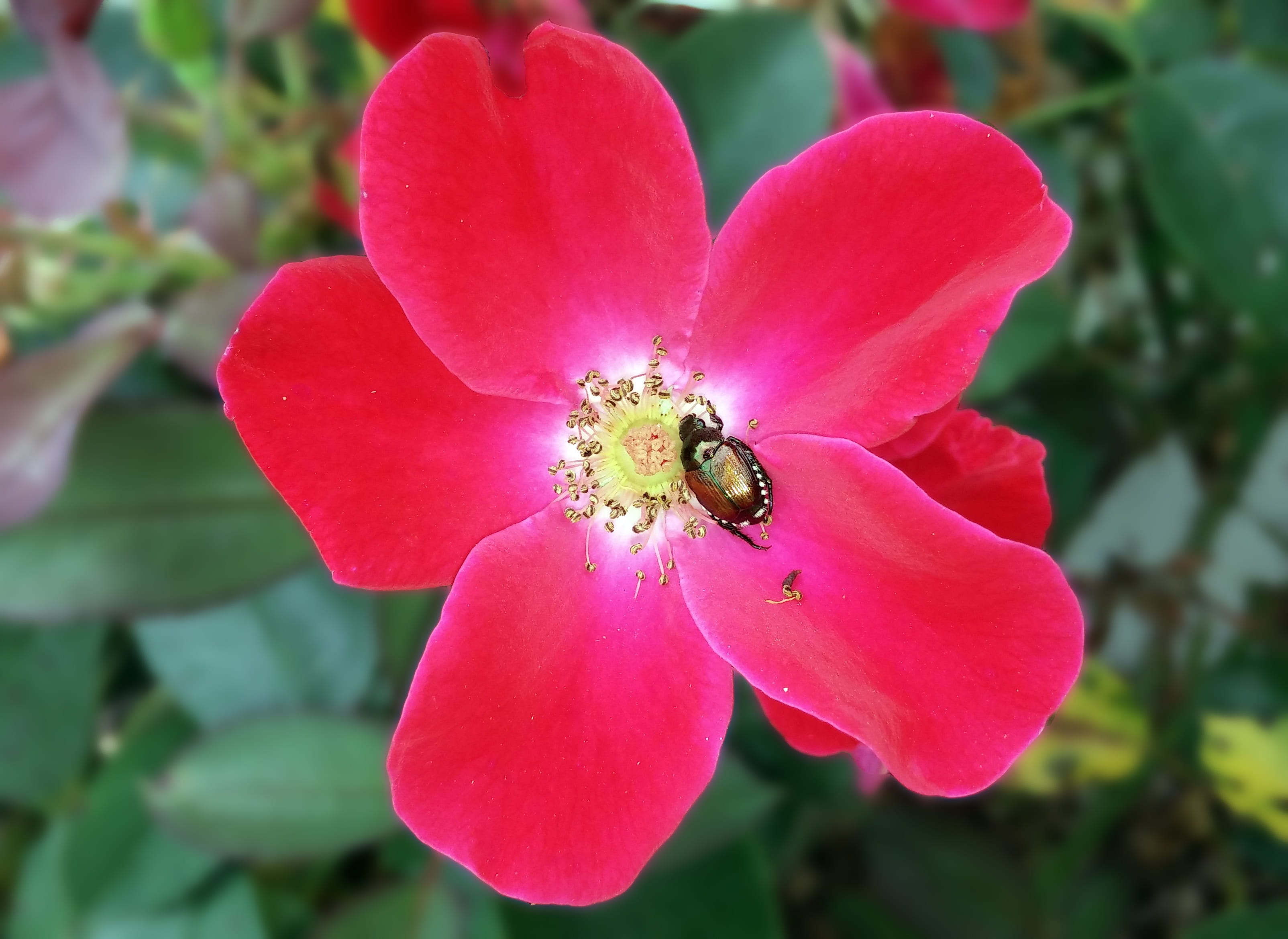 knockout rose, scarab, japanese beetle, flora, knock out rose, 2K, inflorescence, fragility, metallic, animals in the wild, plant, invertebrate, pollen, HD Wallpaper