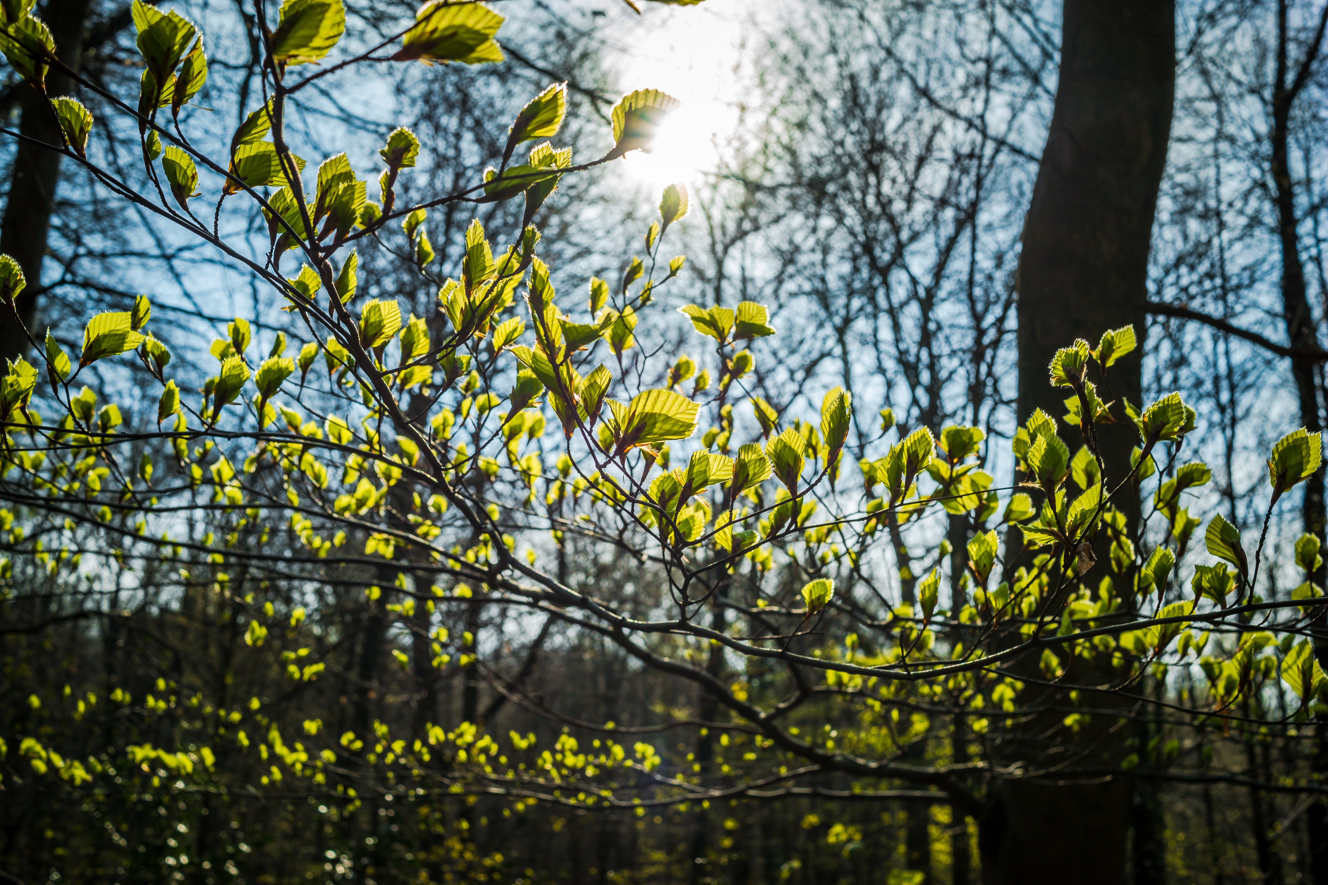 outdoors, flower, sky, knock out, young beech leaves, green color, focus on foreground, back light, forest, day, spring, beech leaves, tree, young, nature, HD Wallpaper