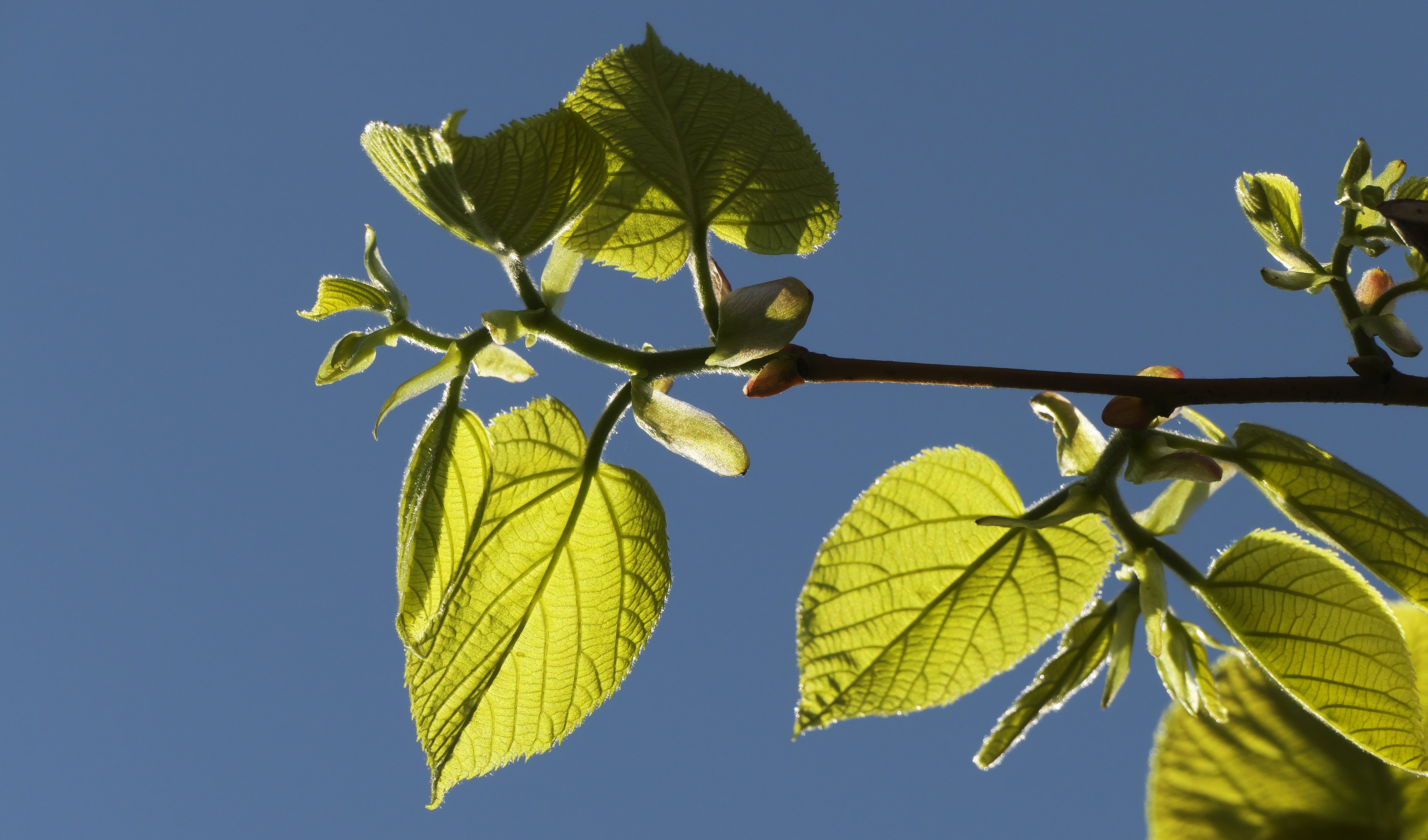 twig, food, tree, green color, blue background, spring, food and drink, outdoors, clear sky, growth, plant part, branch, shoots, plant, fruit, 5K, no people, HD Wallpaper