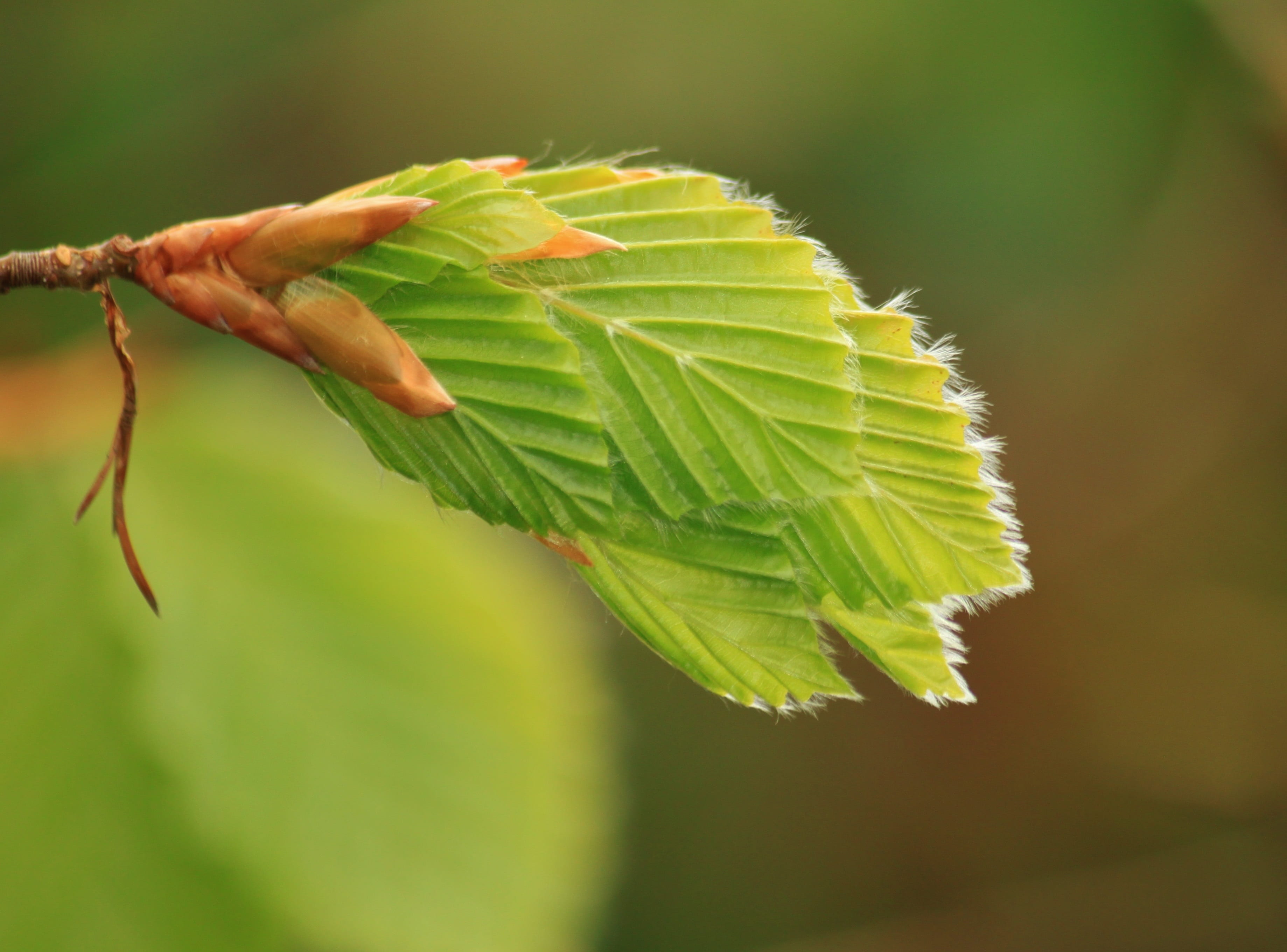 shoots, freshness, branch, beech, vulnerability, knock out, sprout, green leaf, beauty in nature, live new, growth, tree, plant, no people, leaf, book industry, HD Wallpaper