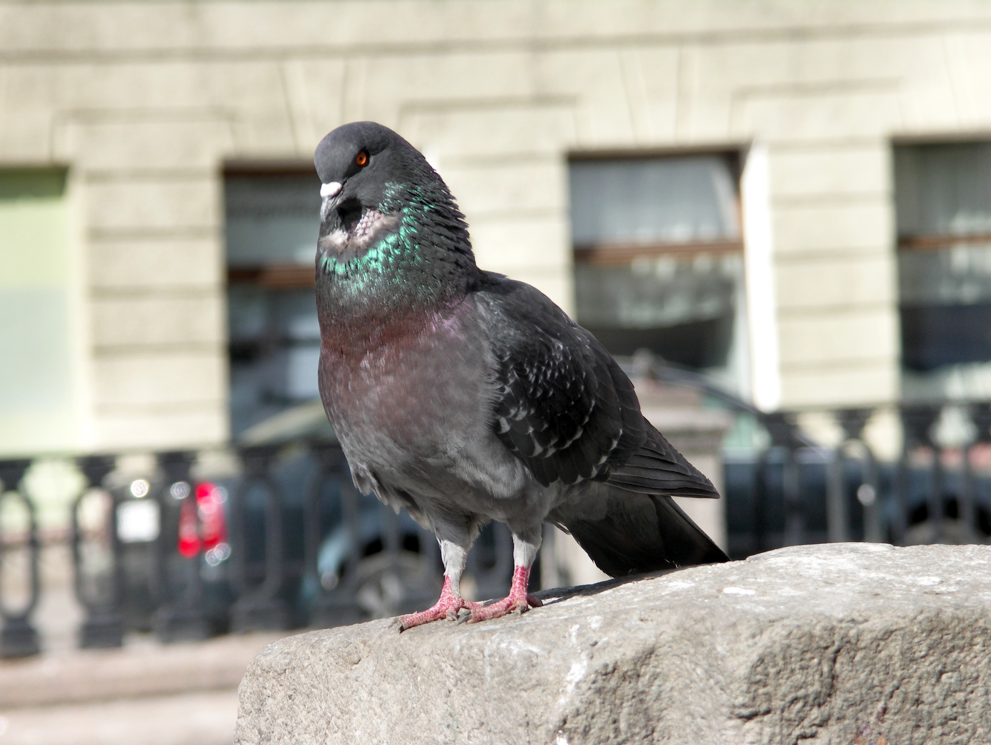 focus on foreground, the gray pigeon, sunlight, animal wildlife, perching, no people, animal themes, outdoors, dove, day, animals in the wild, built structure, HD Wallpaper