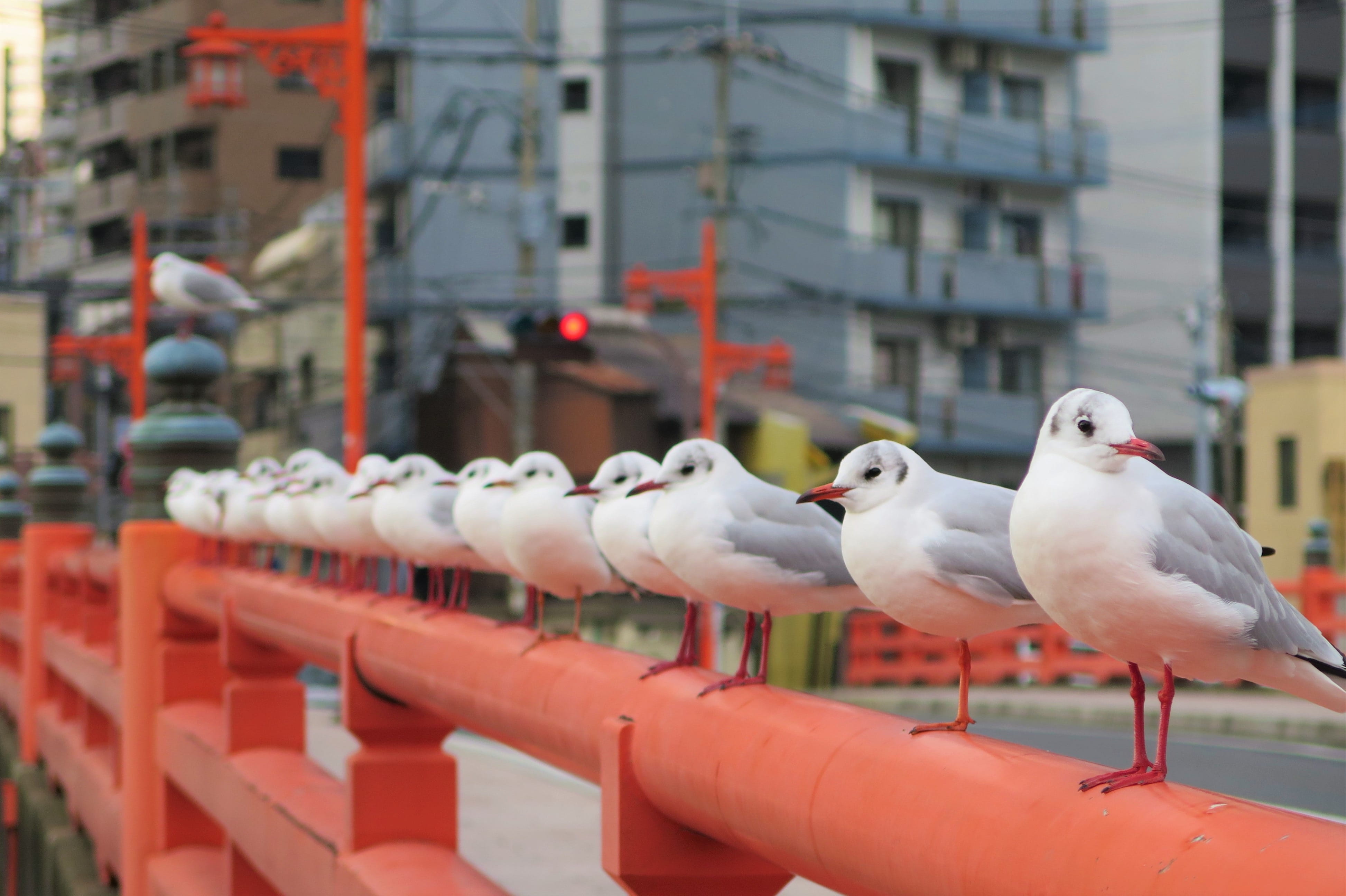 red, group of animals, seagull, red the parapet of the bridge, no people, animal, sea gull, 4K, animal wildlife, nature, animal themes, perching, bridge, HD Wallpaper