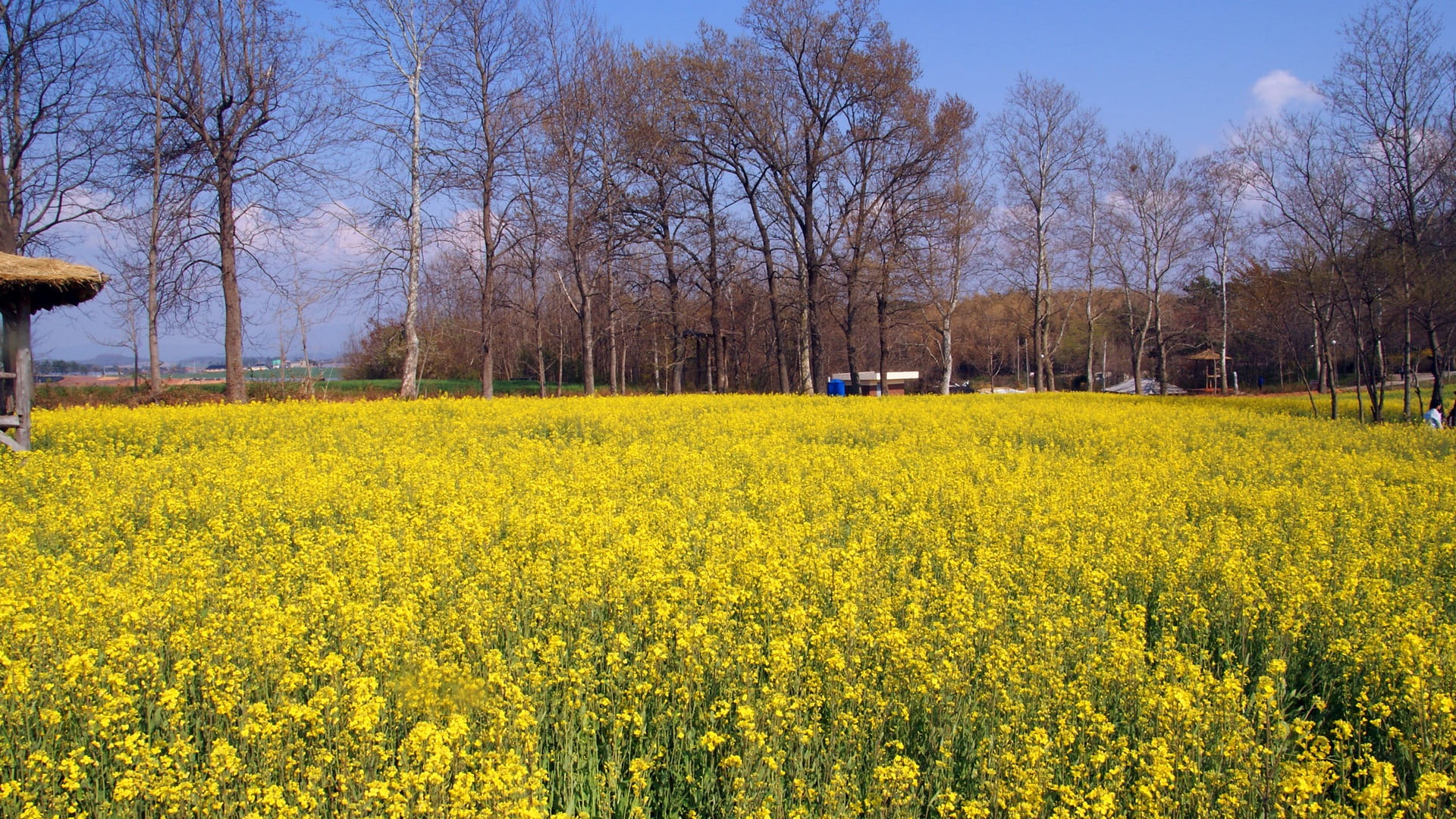 oilseed rape, tree, whether or not, flowering plant, crop, land, outdoors, tranquility, springtime, sky, flower, no people, growth, agriculture, k, beauty in nature, HD Wallpaper