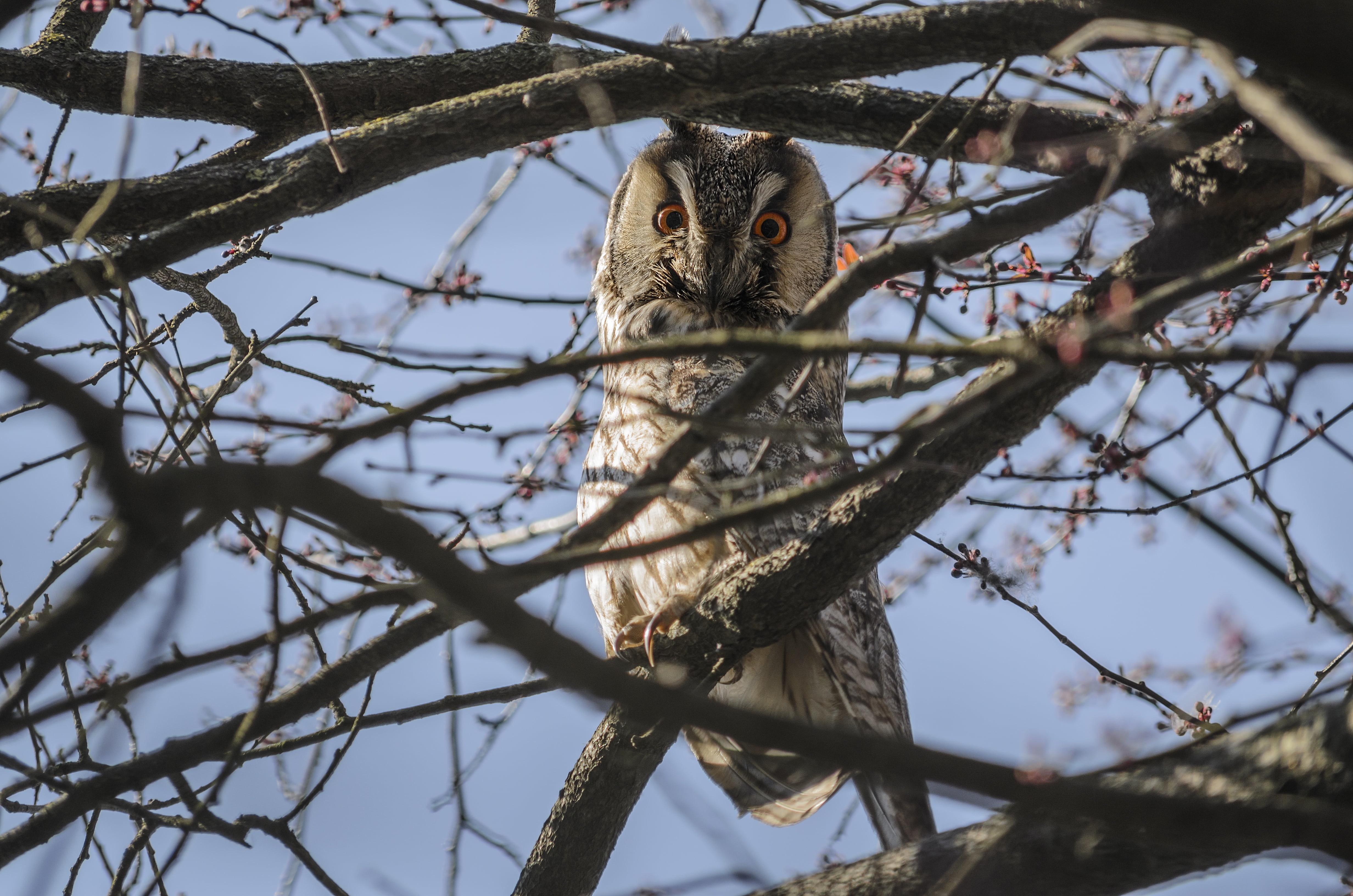beak, wildlife, predator, 4K, vertebrate, branch, madárféle, low angle view, animals In The Wild, day, sky, bird of Prey, tree, one animal, állatportré, HD Wallpaper