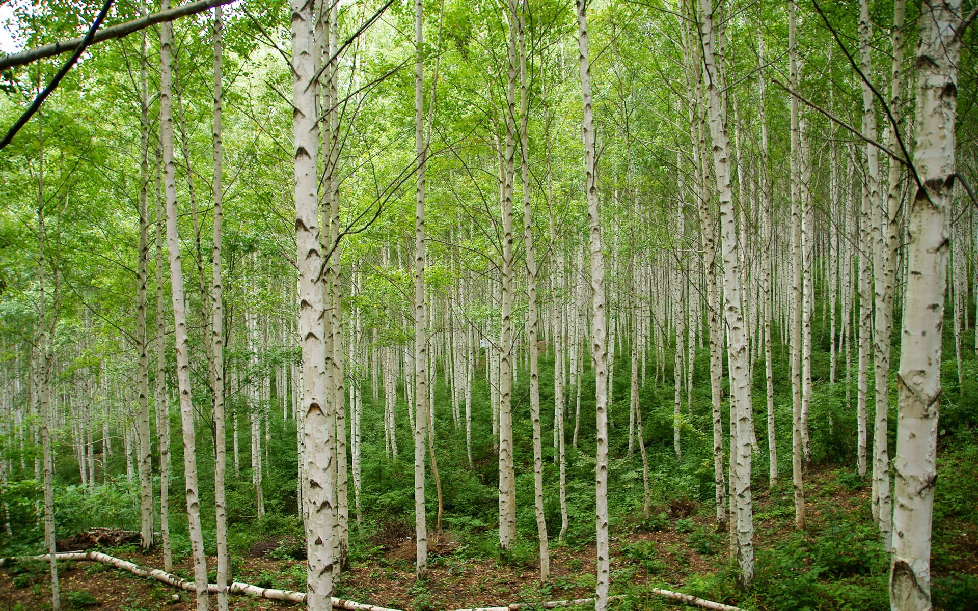 day, beauty in nature, bamboo - plant, outdoors, klitschko, k, nature, lush foliage, tree, non-urban scene, plant, green color, tree trunk, forest, scenics - nature, HD Wallpaper