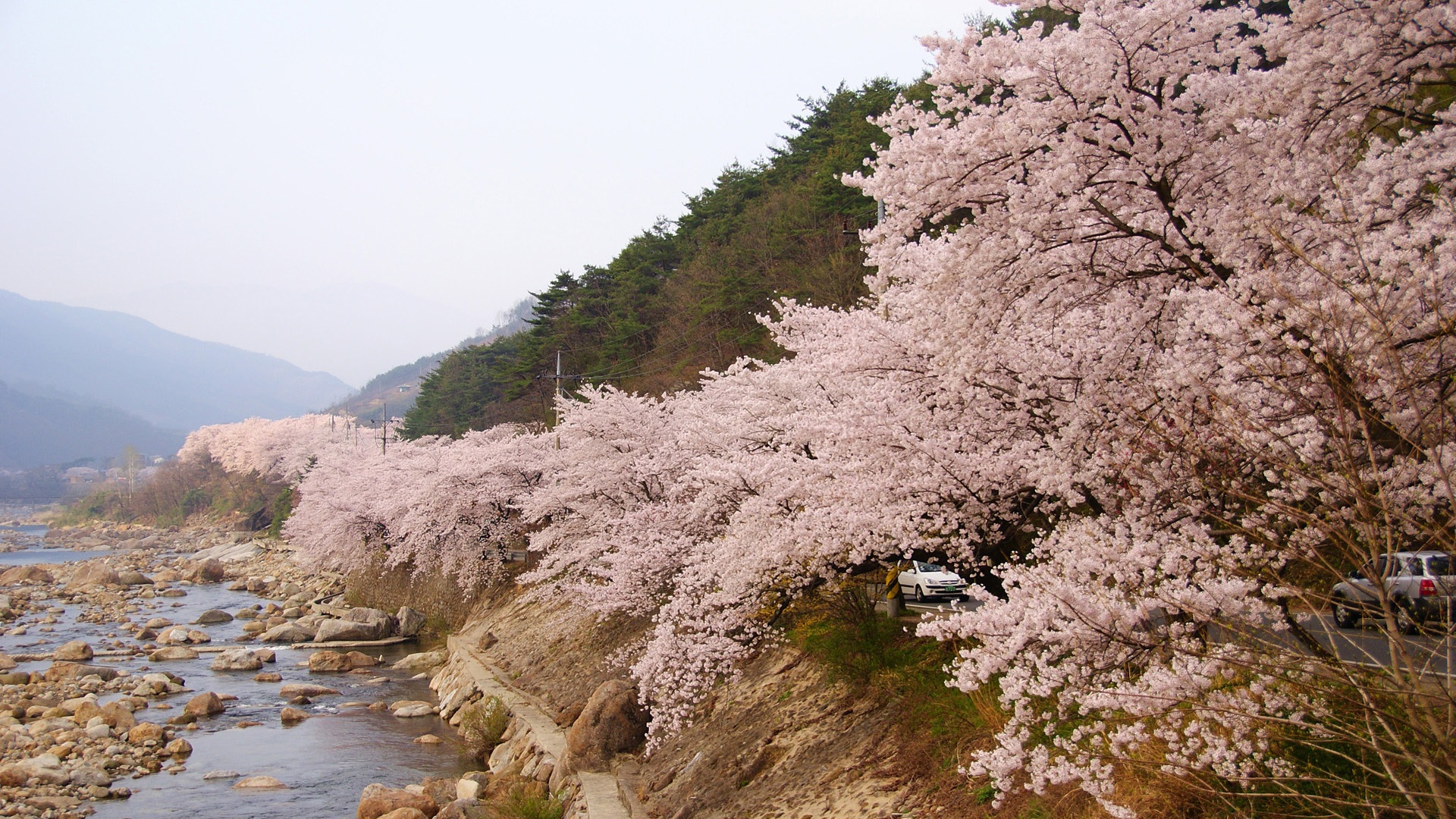 mountain, outdoors, land, klitschko, tranquil scene, flower, water, plant, flowering plant, scenics - nature, blossom, tranquility, coniferous tree, 1080P, HD Wallpaper