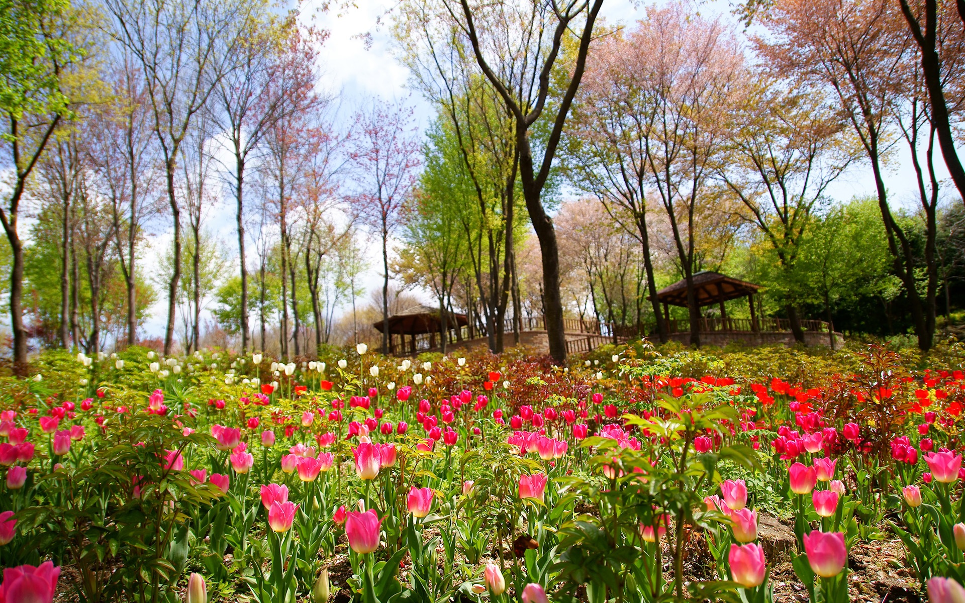 flower, freshness, tree, green color, whether or not, tranquil scene, flowerbed, park - man made space, springtime, fragility, flowering plant, nature, HD Wallpaper