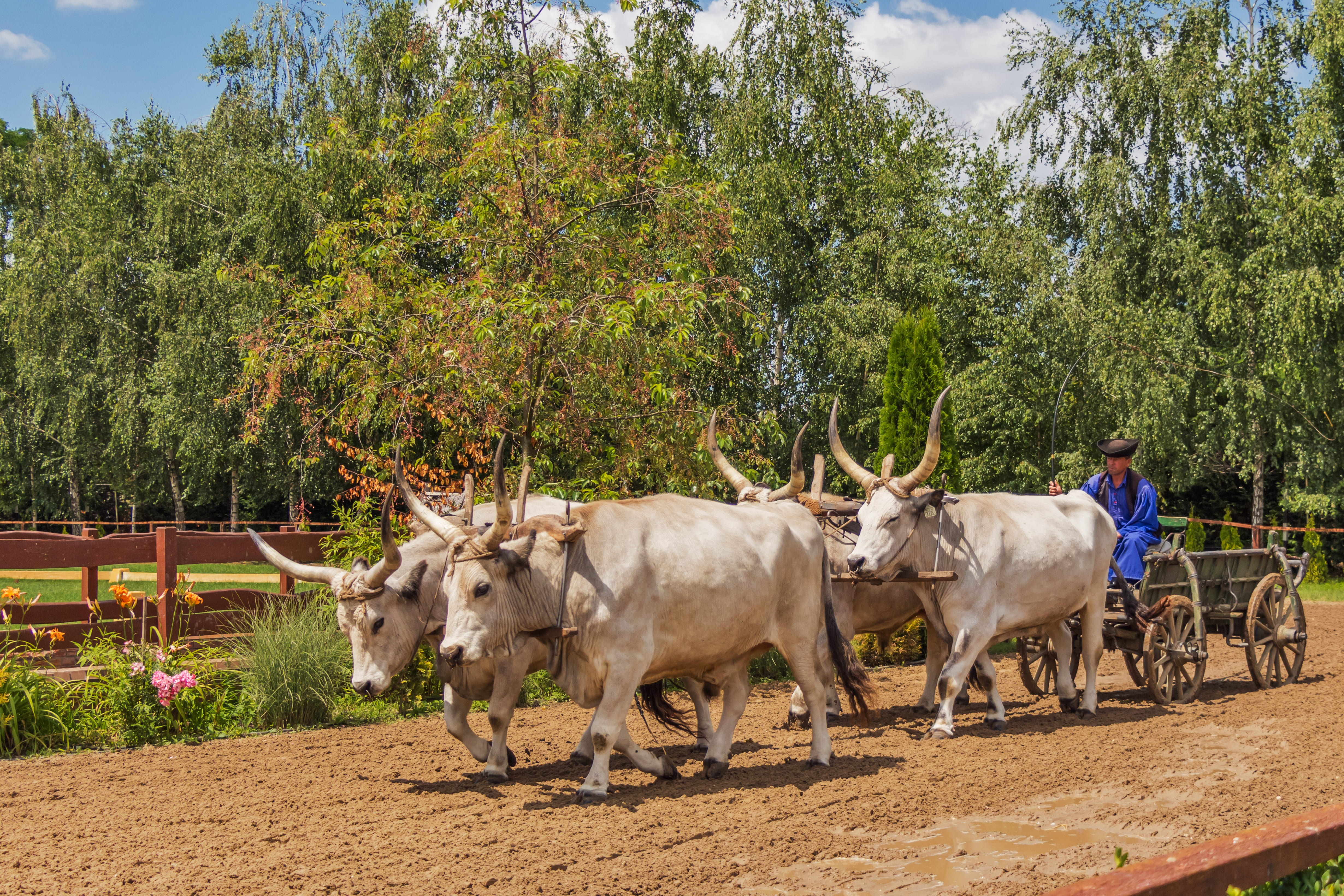 cows, animals, pulling, pets, animal themes, randall tooth, mammal, cart, day, outdoors, animal, cow, herbivorous, plant, vertebrate, growth, hungarian grey cattle, HD Wallpaper