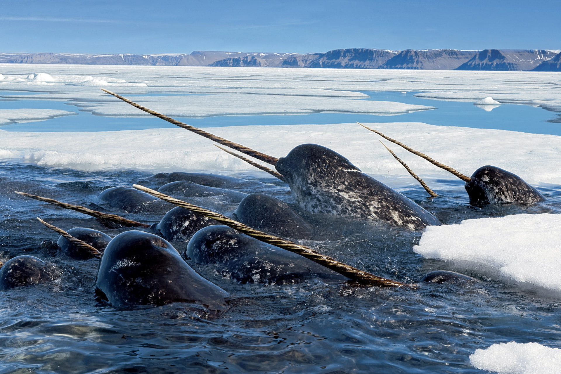 1080P, dolphins, sea, tooth, flock, bone, narwhal, ice, ocean, dolphin, unicorns, HD Wallpaper