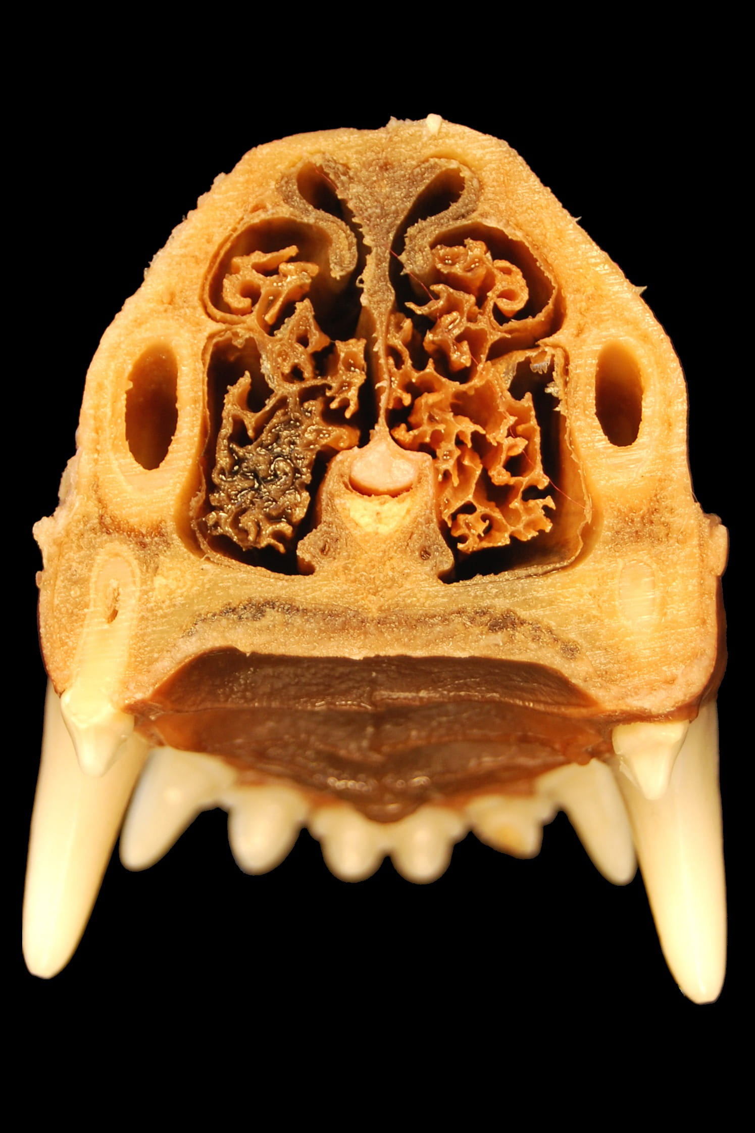 people, art and craft, nasal cavity, close-up, caudalansicht, tooth, representation, nose, freshness, black background, smell, human skeleton, indoors, Phone HD Wallpaper