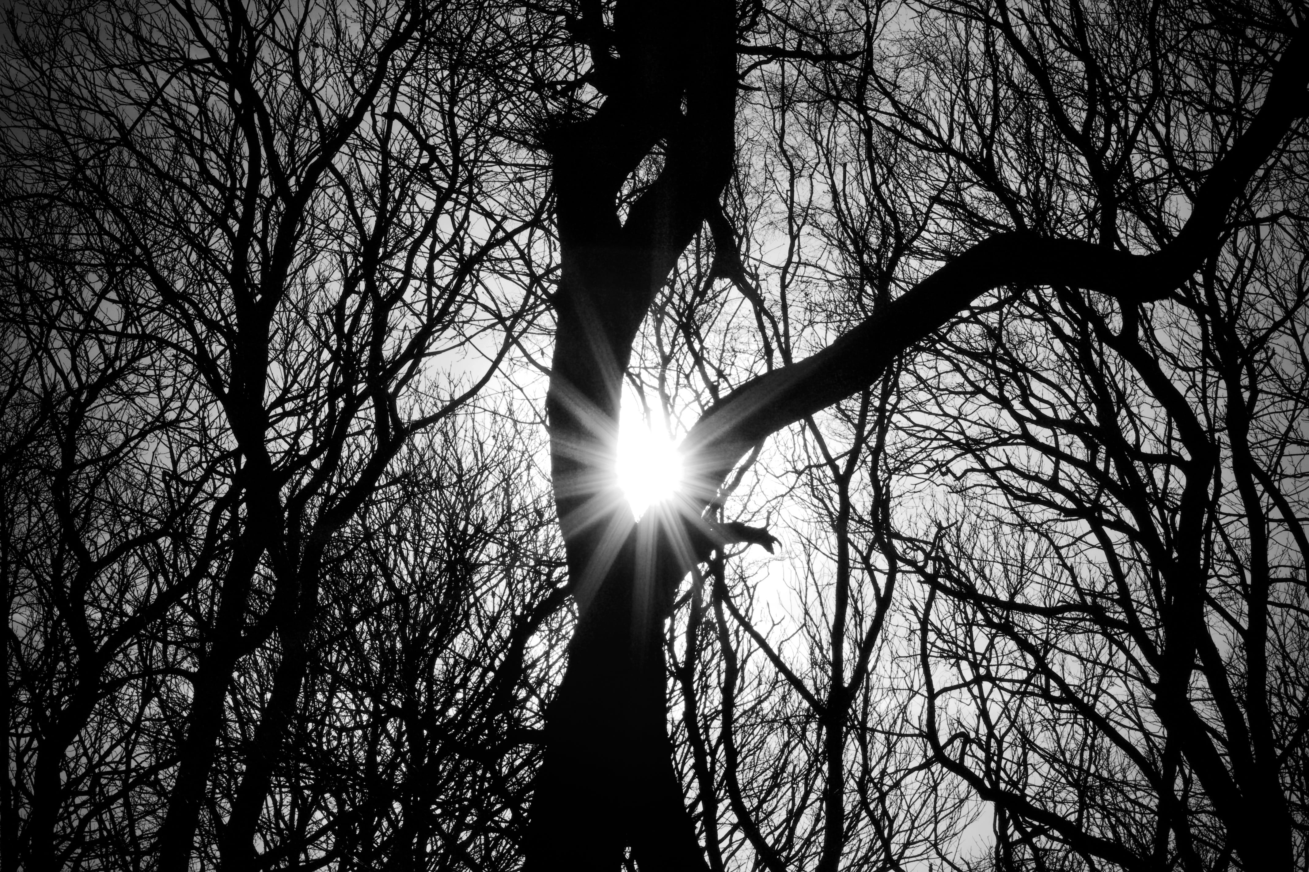 lens flare, day, silhouette, streaming, no people, sky, tree trunk, trees, tree, outdoors, sunbeam, woodland, tranquility, arms raised, sunny, beam, black and white, HD Wallpaper