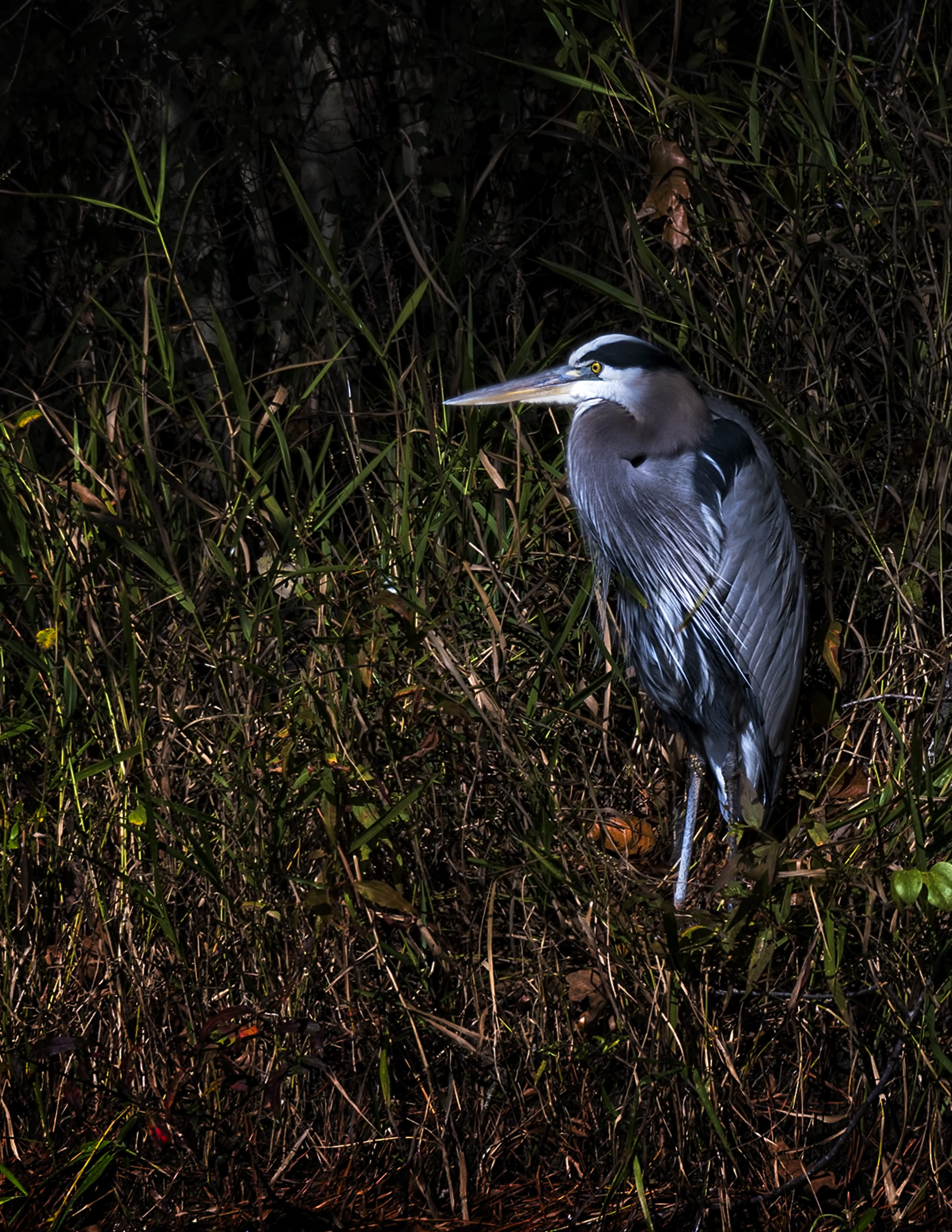 grass, vertebrate, gray heron, bird, great blue heron, one animal, heron, animal, nature, animals in the wild, perching, outdoors, animal themes, water bird, Phone HD Wallpaper