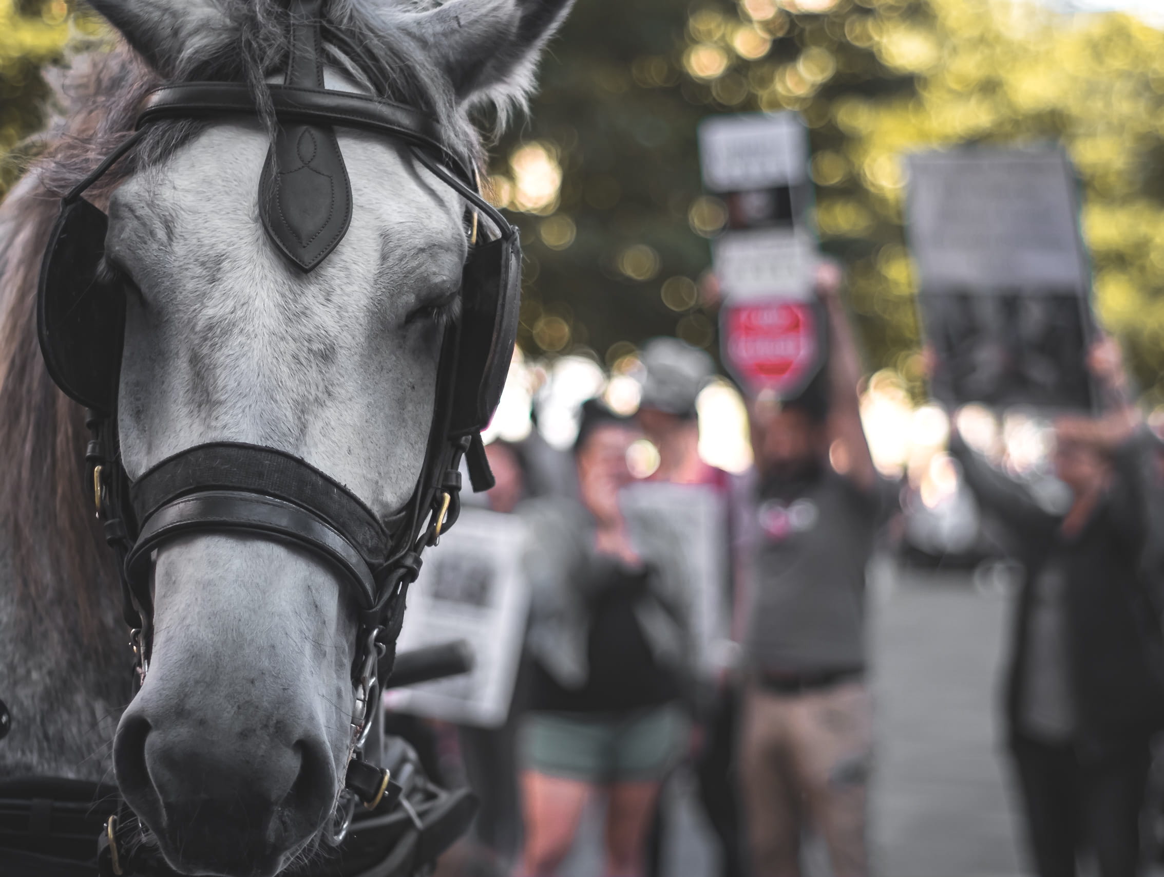 animal head, animal, vertebrate, emotion, focus on foreground, close-up, animal themes, bridle, people, working animal, peoplecity, pavement, stop symbol, HD Wallpaper