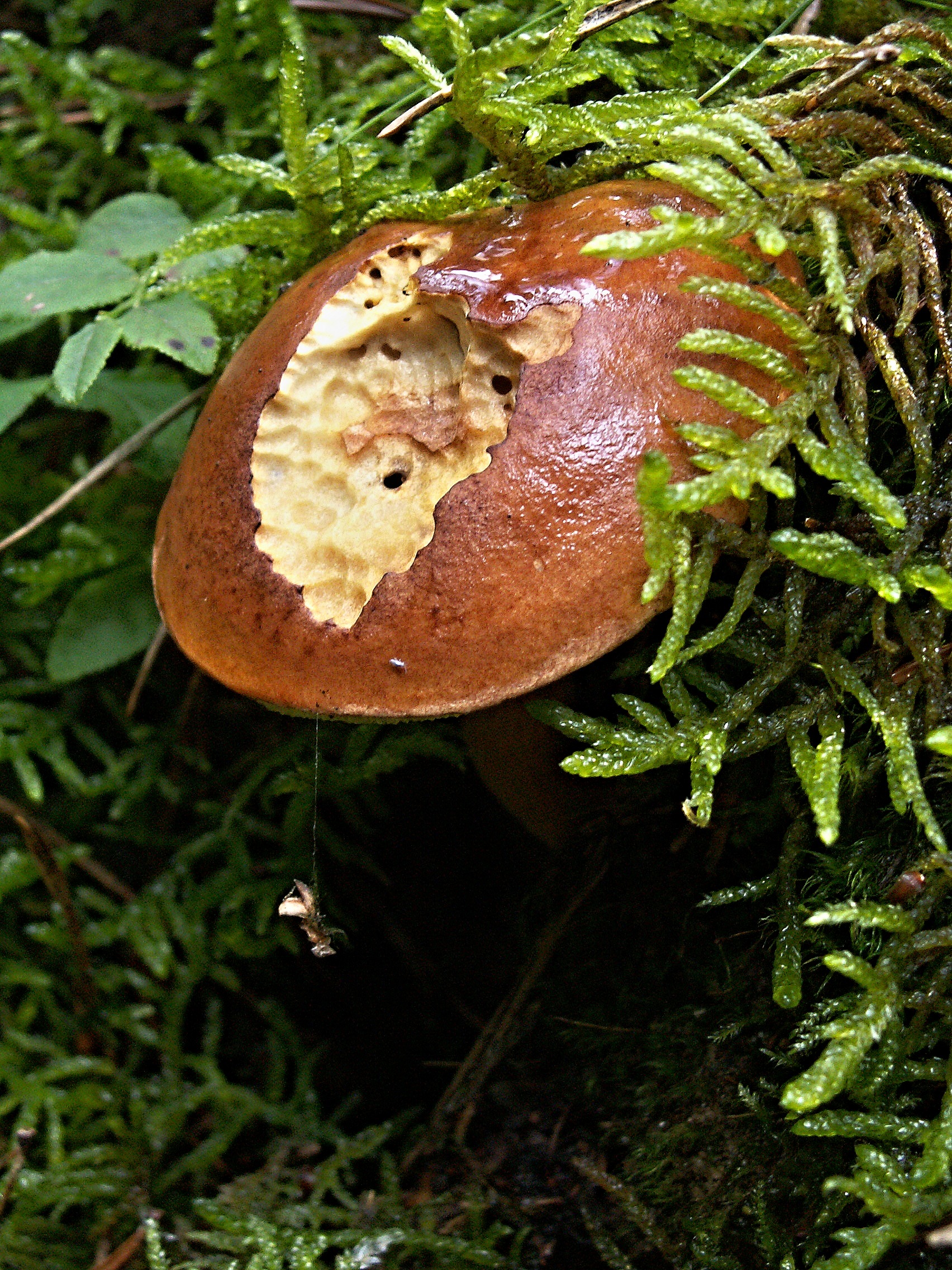 1080P, outdoors, fungus, land, high angle view, maggoty, moss, tree, toadstool, macro, no people, brush teeth, green color, food, wormy head, growth, field, Phone HD Wallpaper